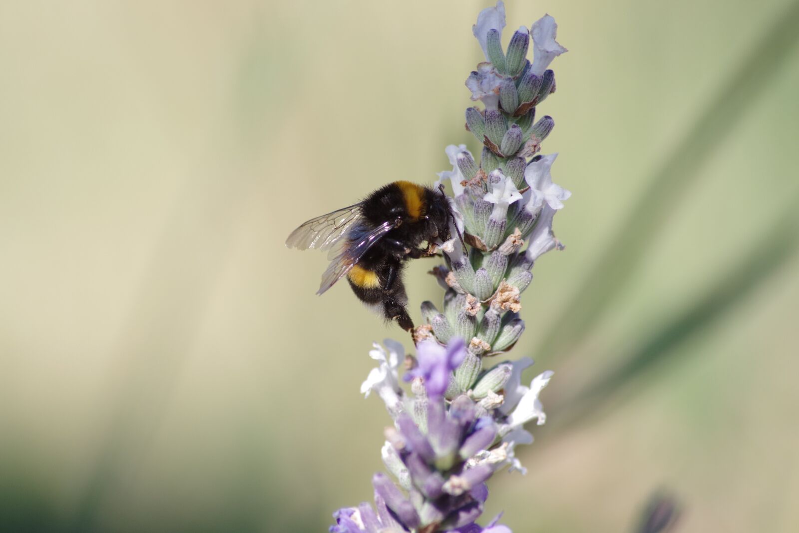 Pentax K-S2 sample photo. Nature, bee, insect photography