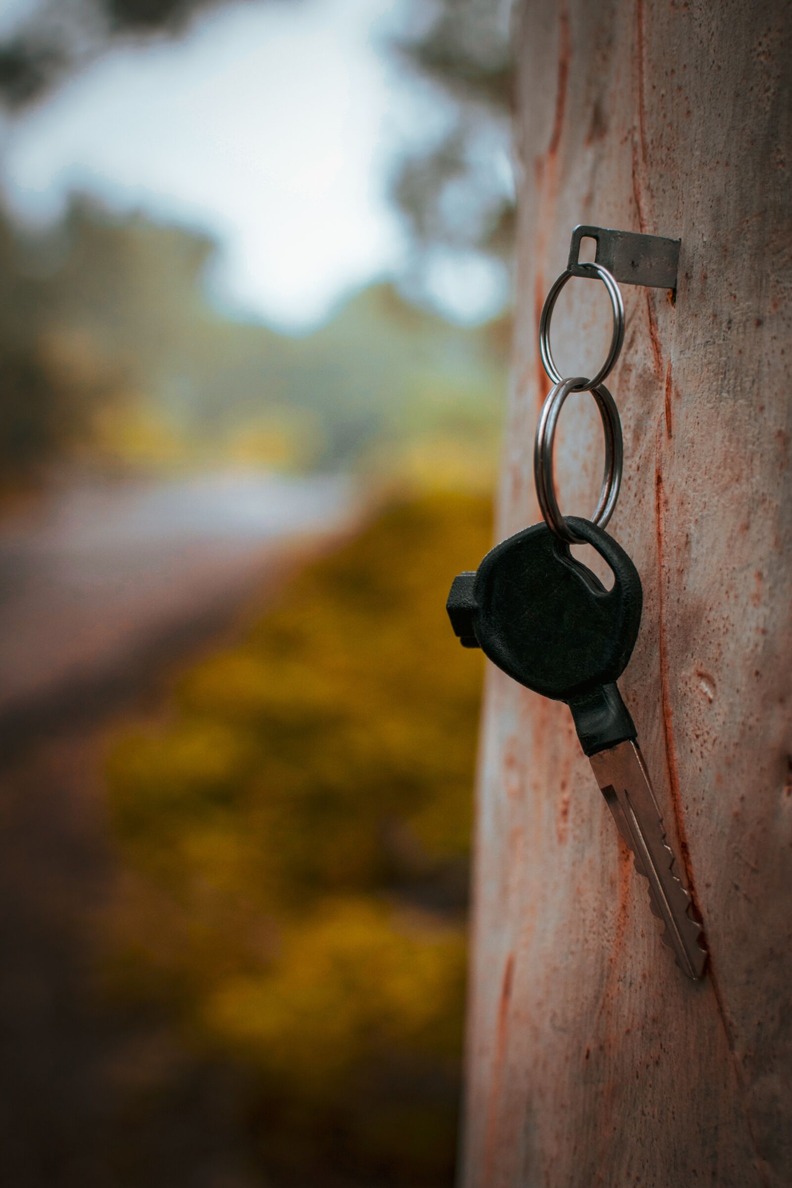Nikon D3300 sample photo. Key hanging on tree photography