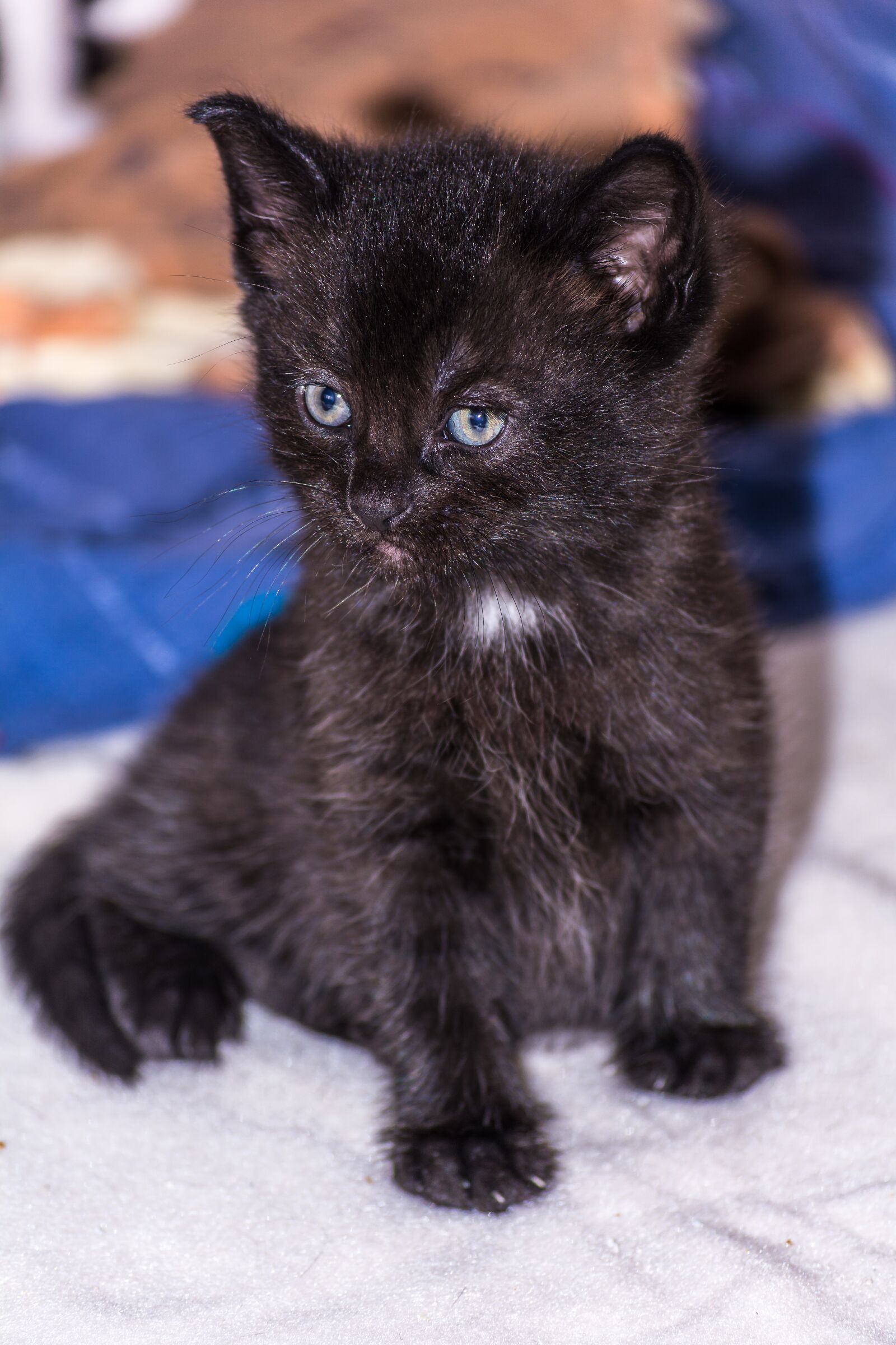 Nikon D5200 sample photo. Baby cat, cat baby photography