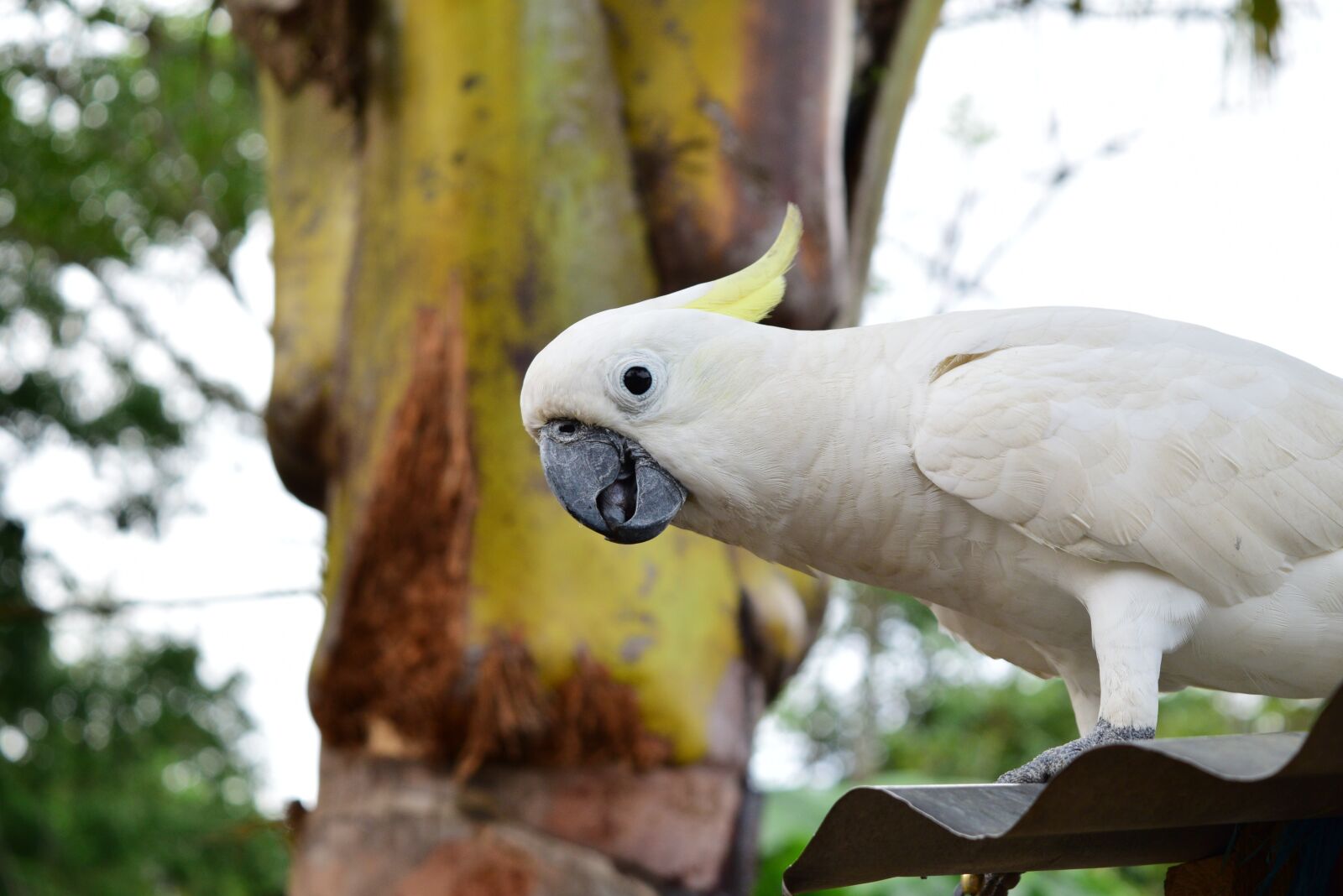 Nikon D3300 sample photo. Parrot, animal, natural photography