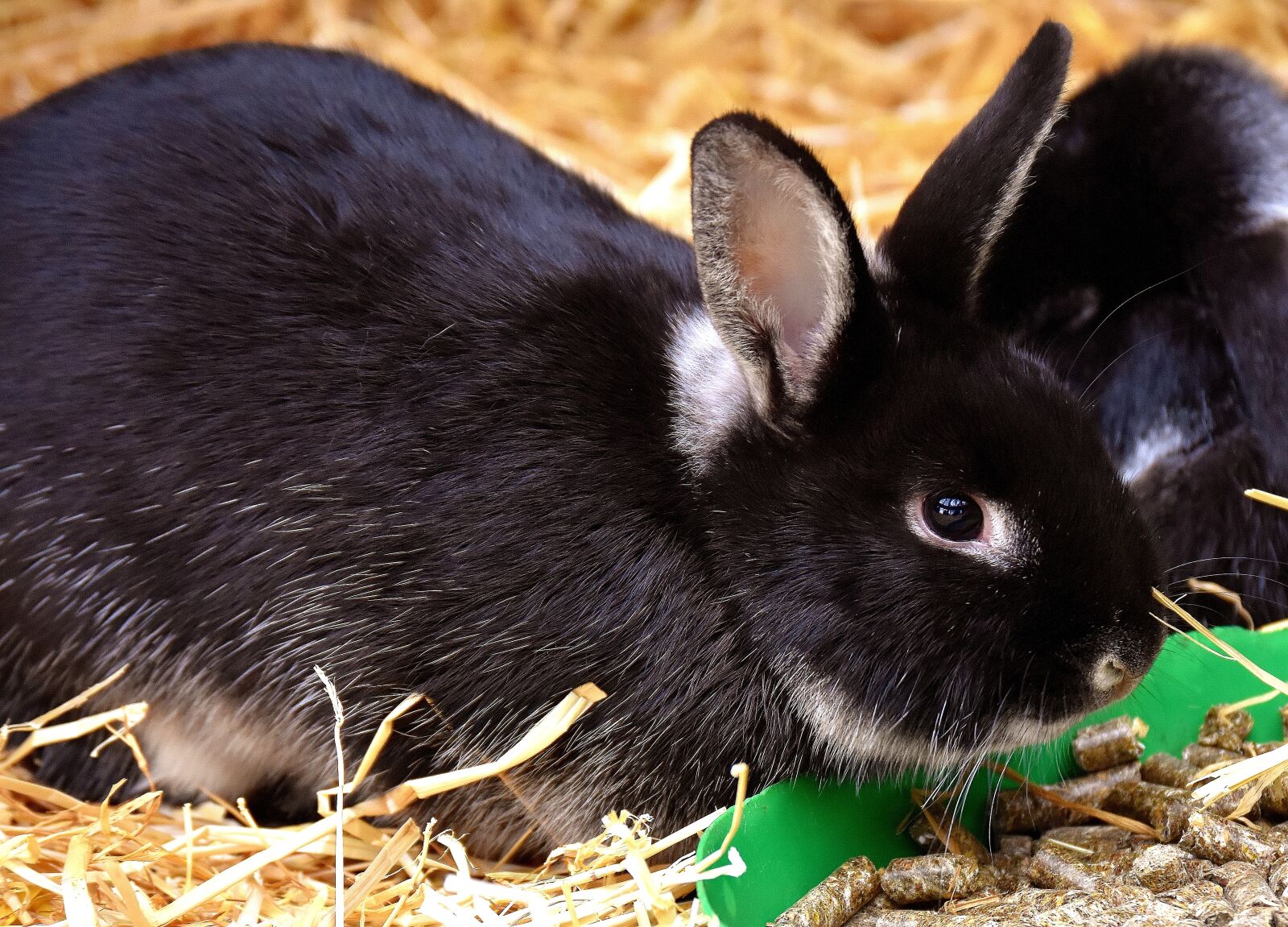Nikon D7200 sample photo. Rabbit, food, nager photography