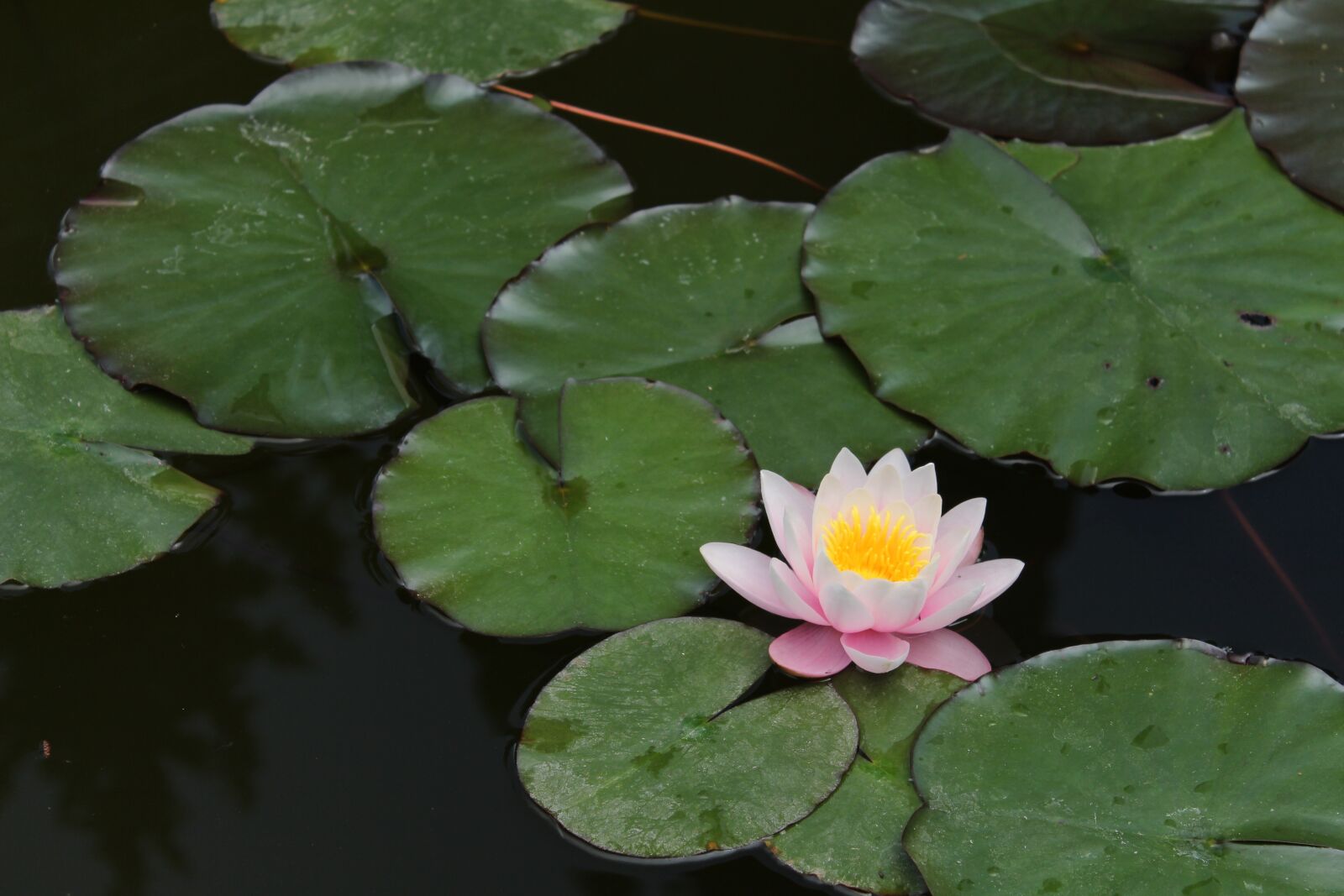 Canon EOS 650D (EOS Rebel T4i / EOS Kiss X6i) sample photo. Nature, flower, pond photography