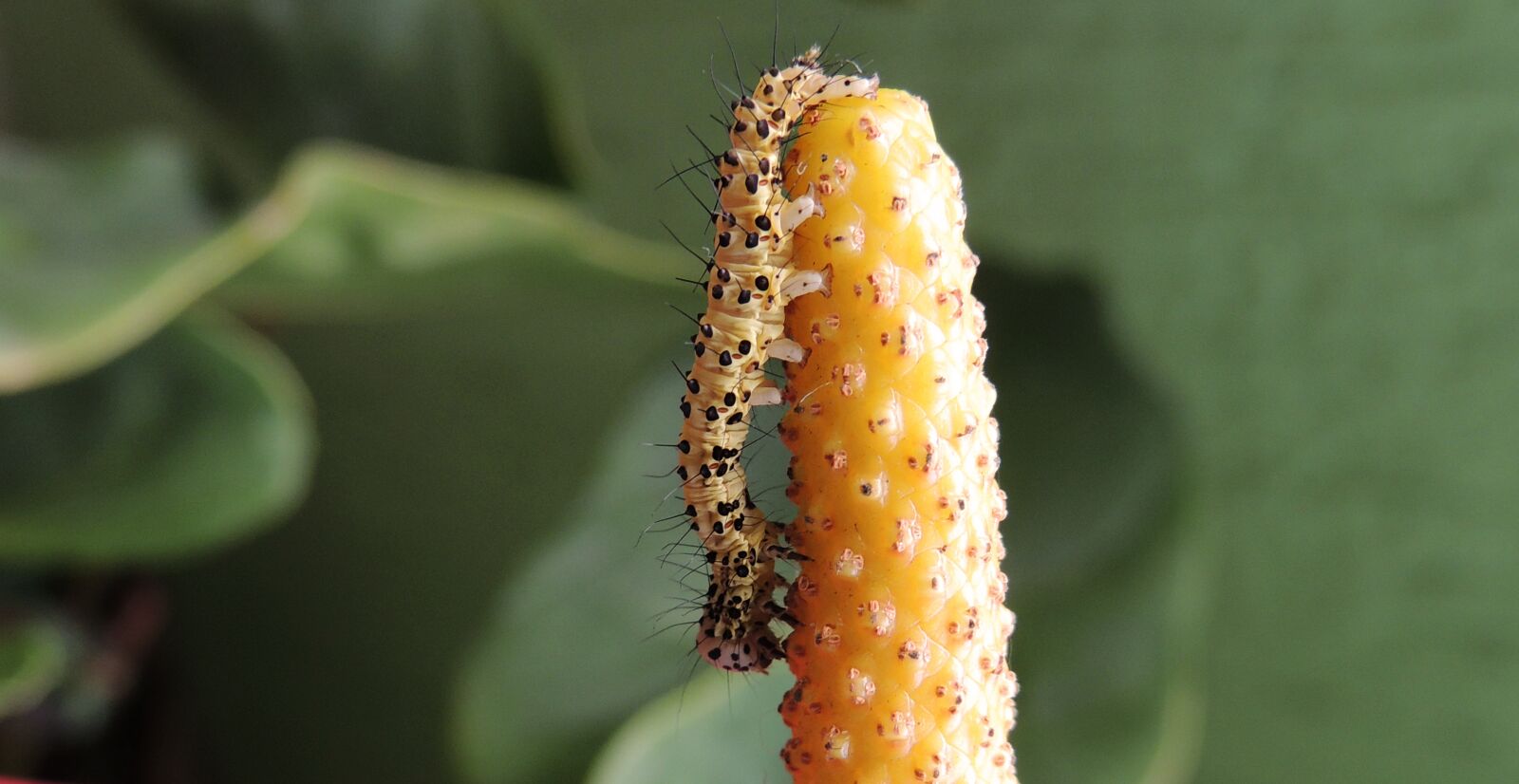 Nikon Coolpix P510 sample photo. Nature, outdoors, caterpillar photography