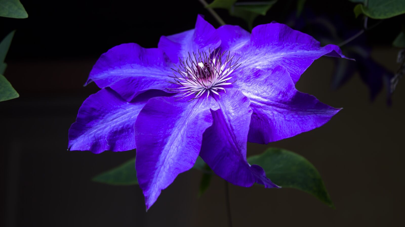 Canon EF 28-135mm F3.5-5.6 IS USM sample photo. Flower, blossom, bloom photography