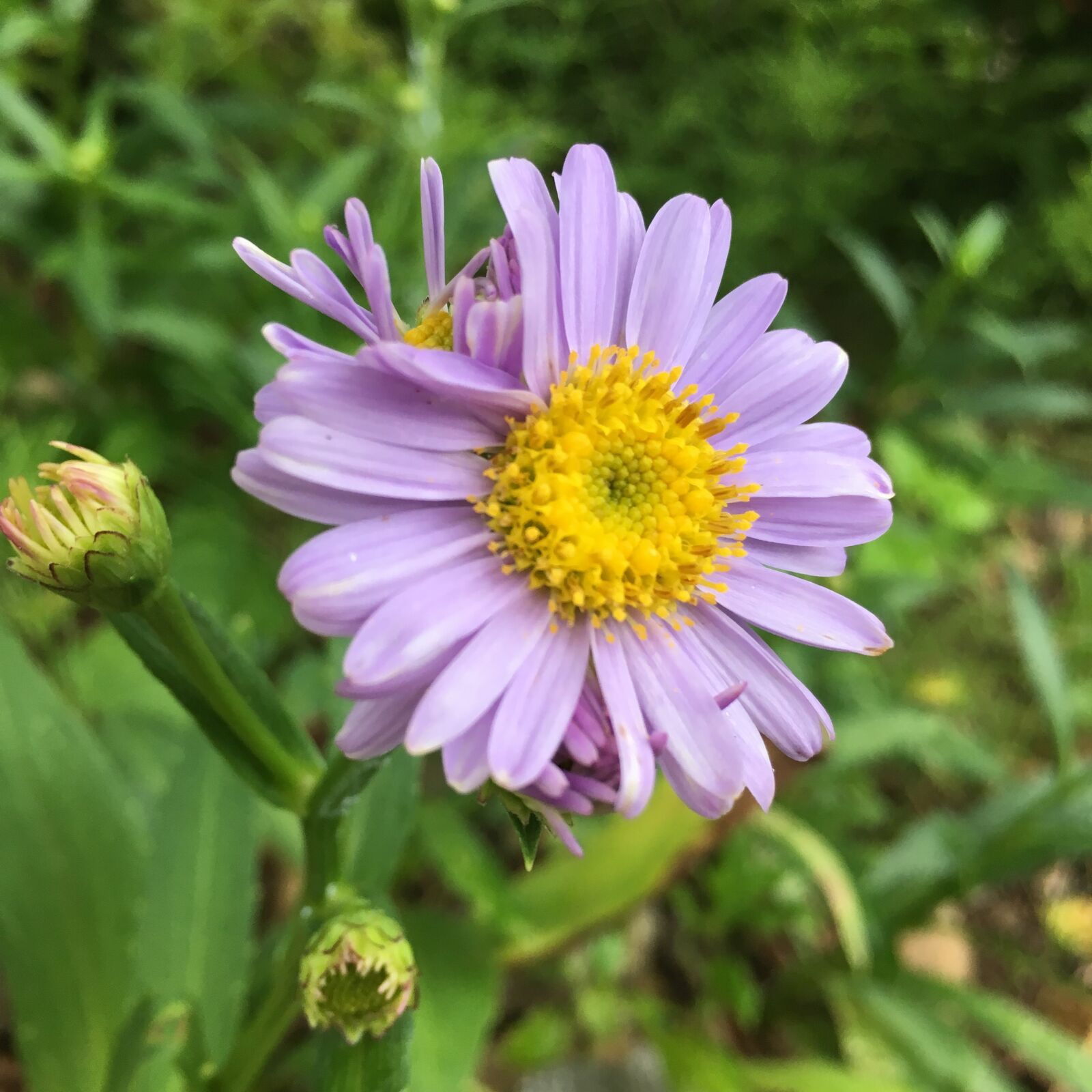 Apple iPhone 6s sample photo. Summer, flowers, nature photography