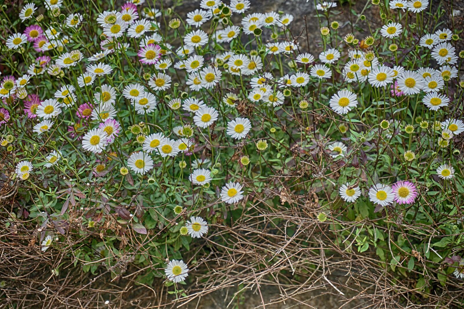 Sony a6000 sample photo