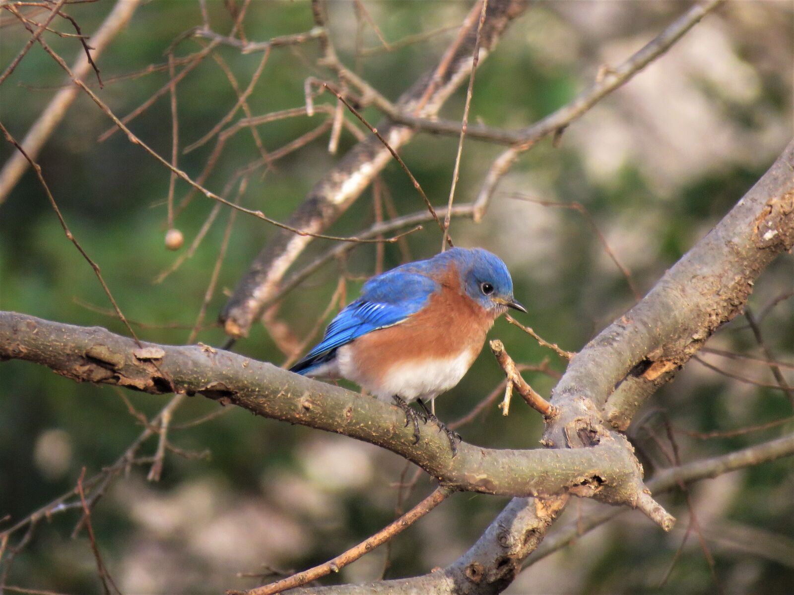 Canon PowerShot SX60 HS sample photo. Nature, bird, wildlife photography