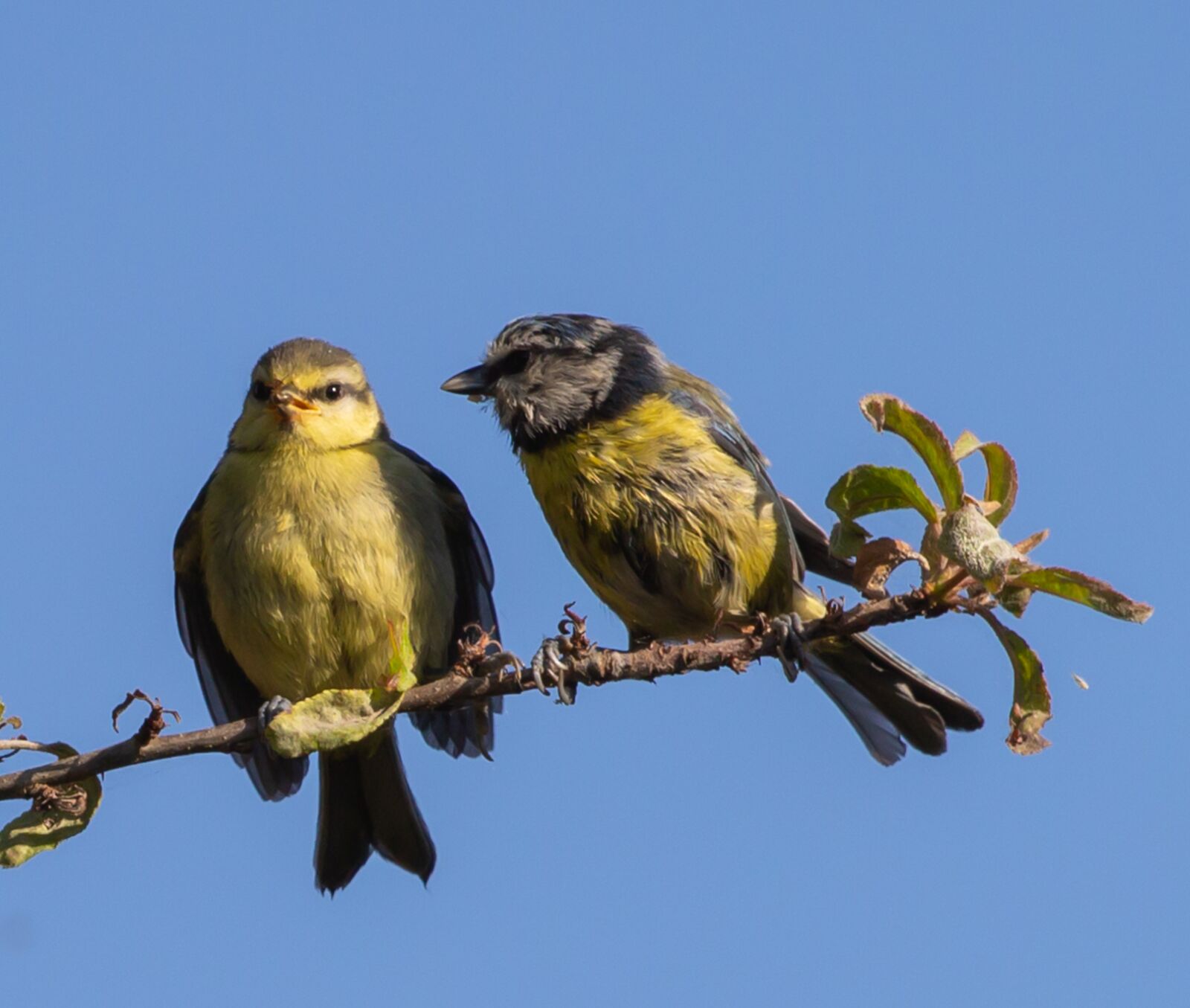 Canon EOS 5D Mark III sample photo. Fledgling blue tit, baby photography