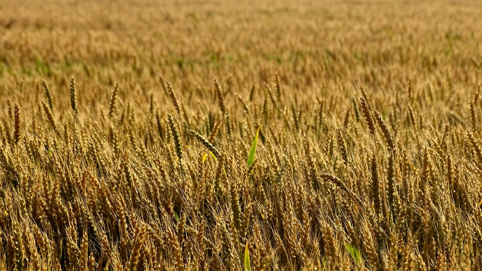 Sony DSC-HX400 sample photo. Wheat, rye, harvest photography