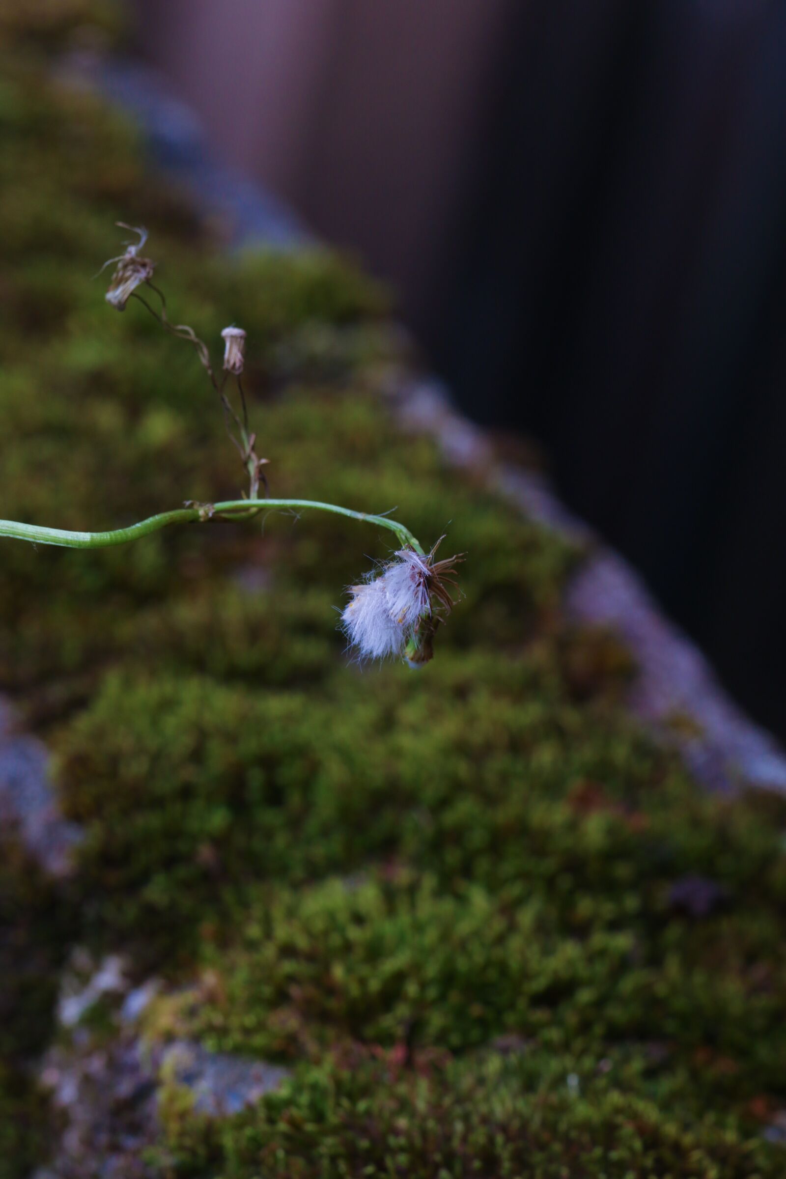 Canon EOS 7D Mark II sample photo. Wild flower, autumn, moss photography