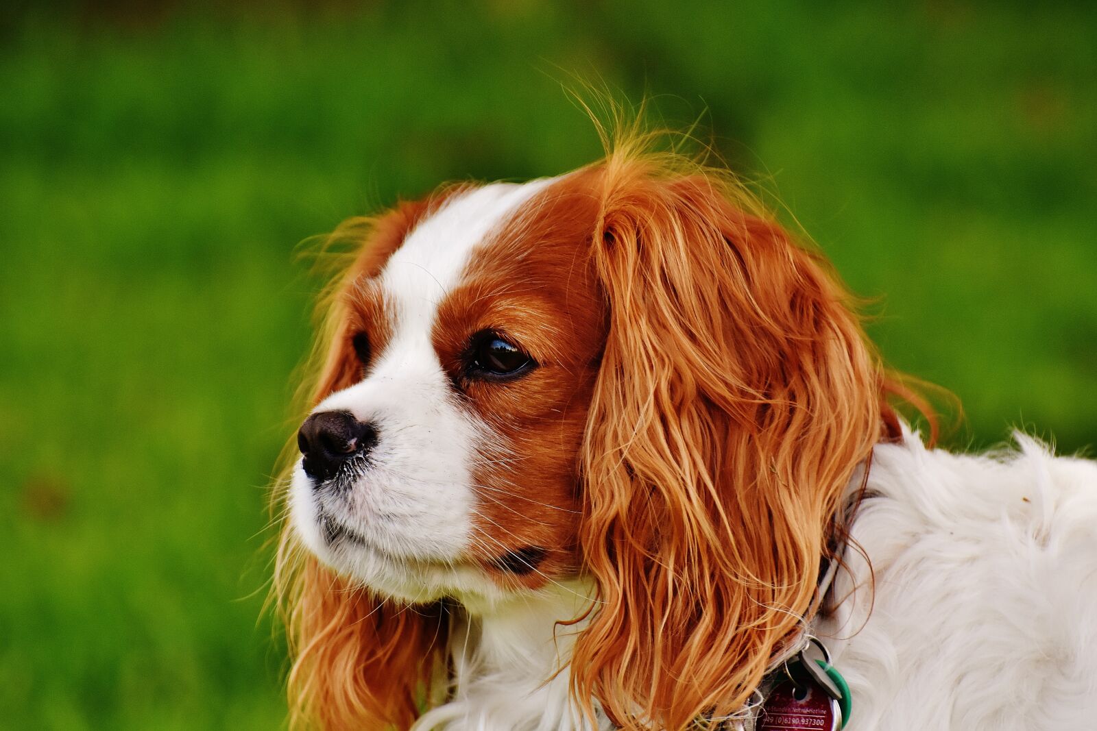 Nikon D7200 sample photo. Dog, cavalier king charles photography