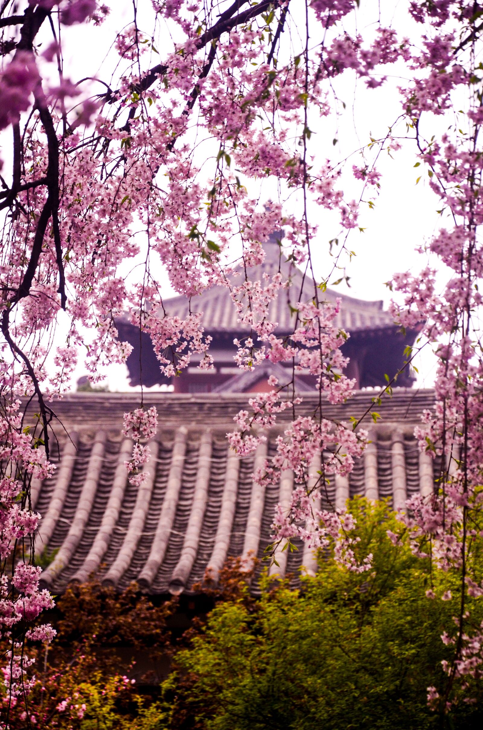 Nikon D7000 sample photo. Qinglong temple, cherry blossom photography