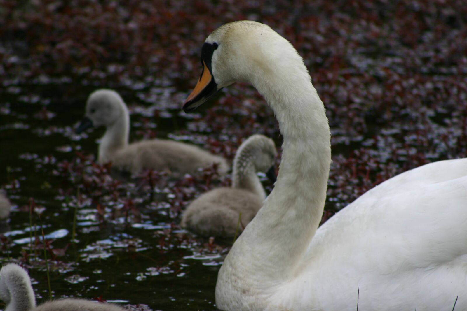Canon EOS 300D (EOS Digital Rebel / EOS Kiss Digital) sample photo. Birds, swan, signets photography
