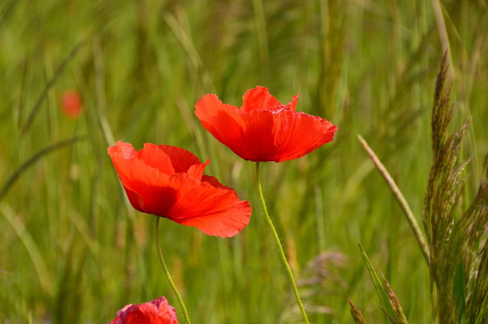 Nikon D3200 sample photo. Poppy, red, flower photography