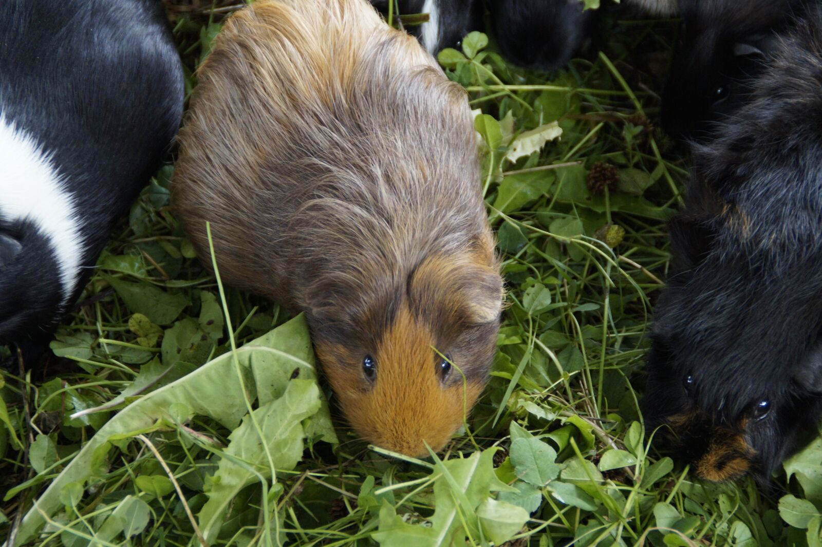 Sony SLT-A58 sample photo. Guinea pig, cute, rodent photography