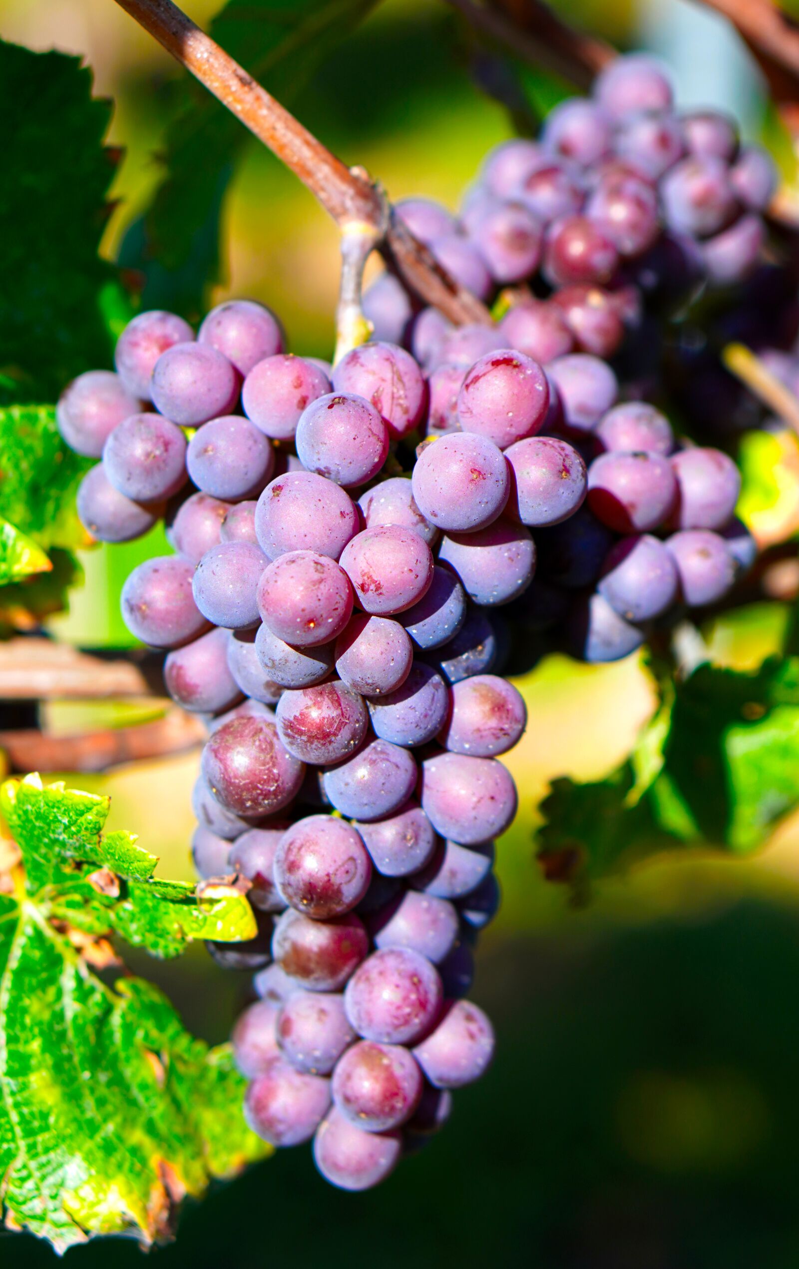 Sony a6400 + E 50mm F1.8 OSS sample photo. Grapes, wine, rebstock photography