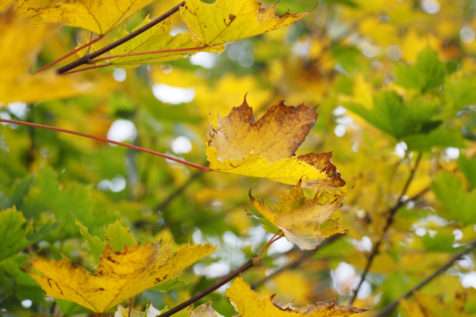 Olympus OM-D E-M10 sample photo. Tree, yellow, nature photography