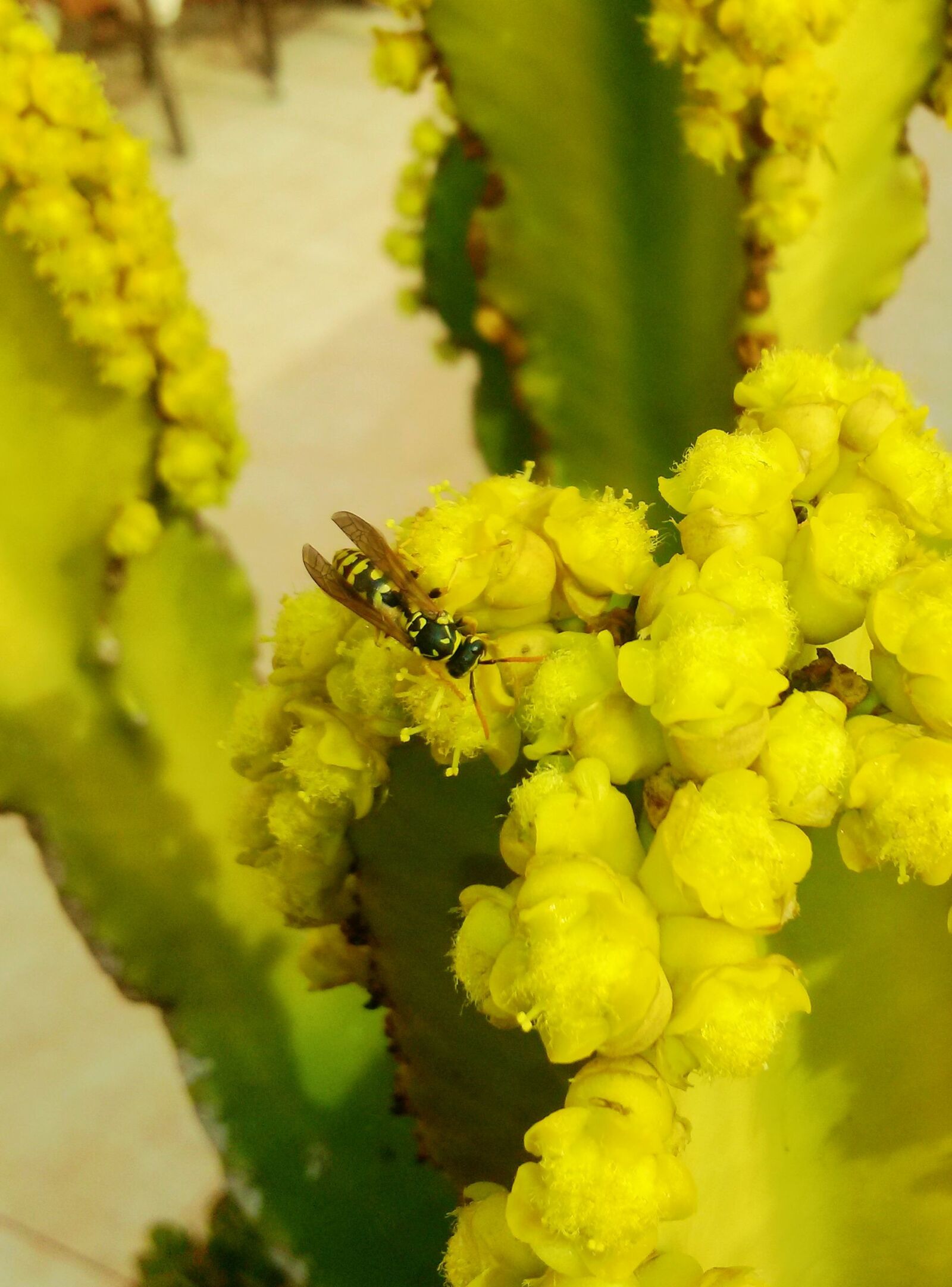 LG Optimus G sample photo. Nature, bee, flower photography