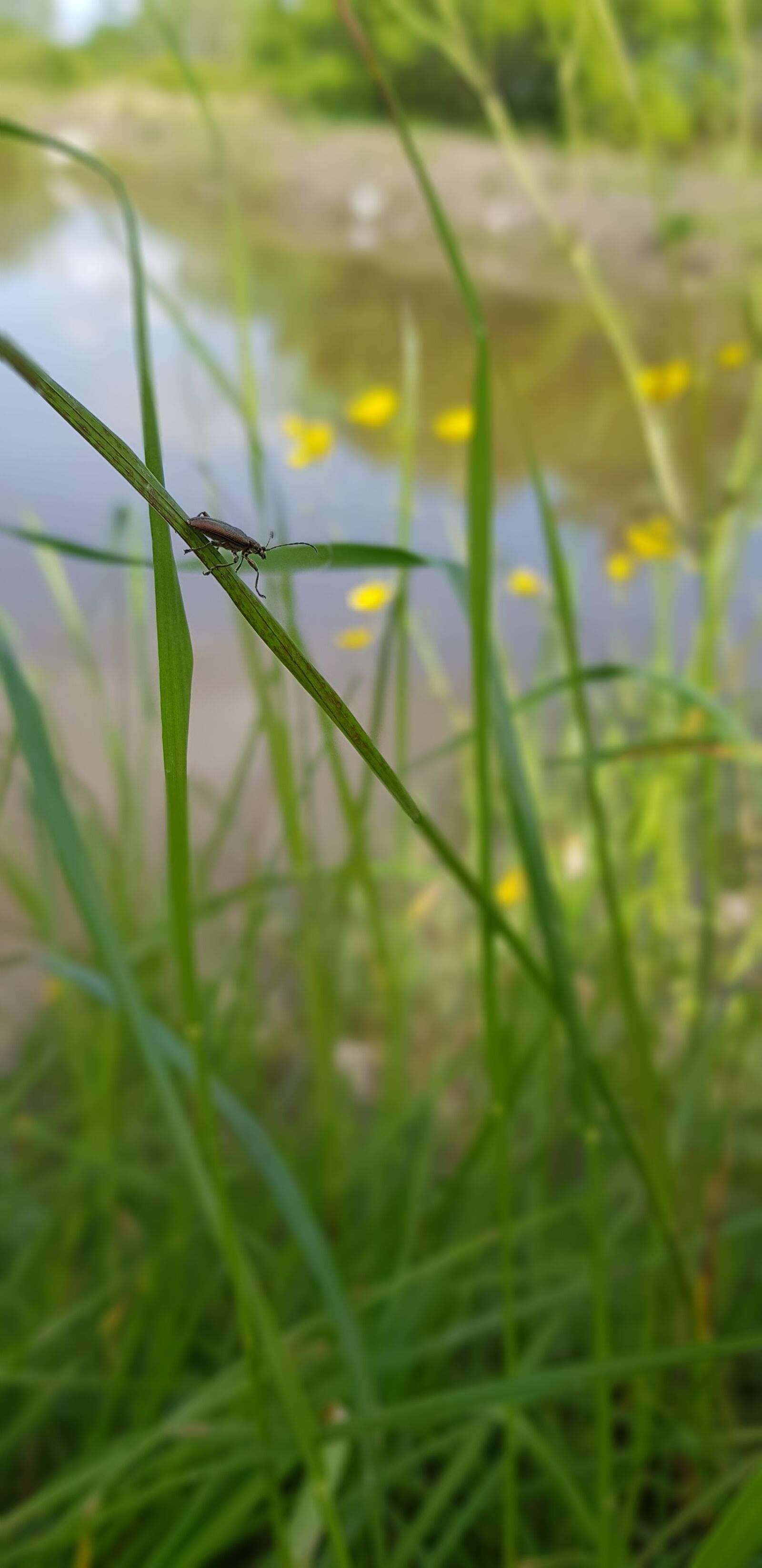 Samsung Galaxy S8 sample photo. Bug, bugs, insect photography