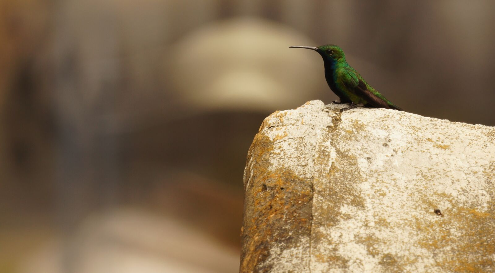 Sony SLT-A55 (SLT-A55V) + Sony 500mm F8 Reflex sample photo. Birds, nature, guatica photography