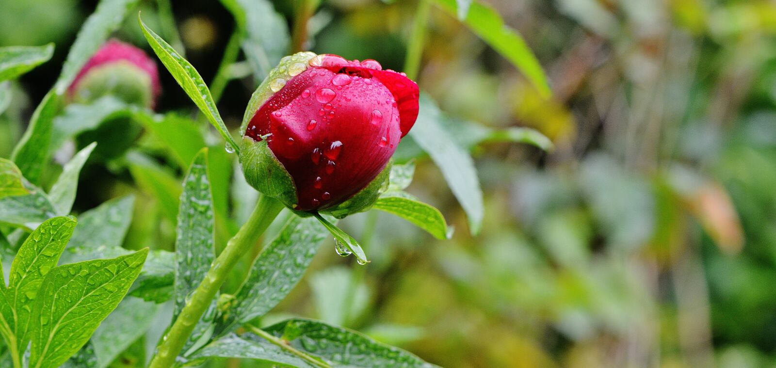 Nikon D3200 sample photo. Peony, rain, drip photography