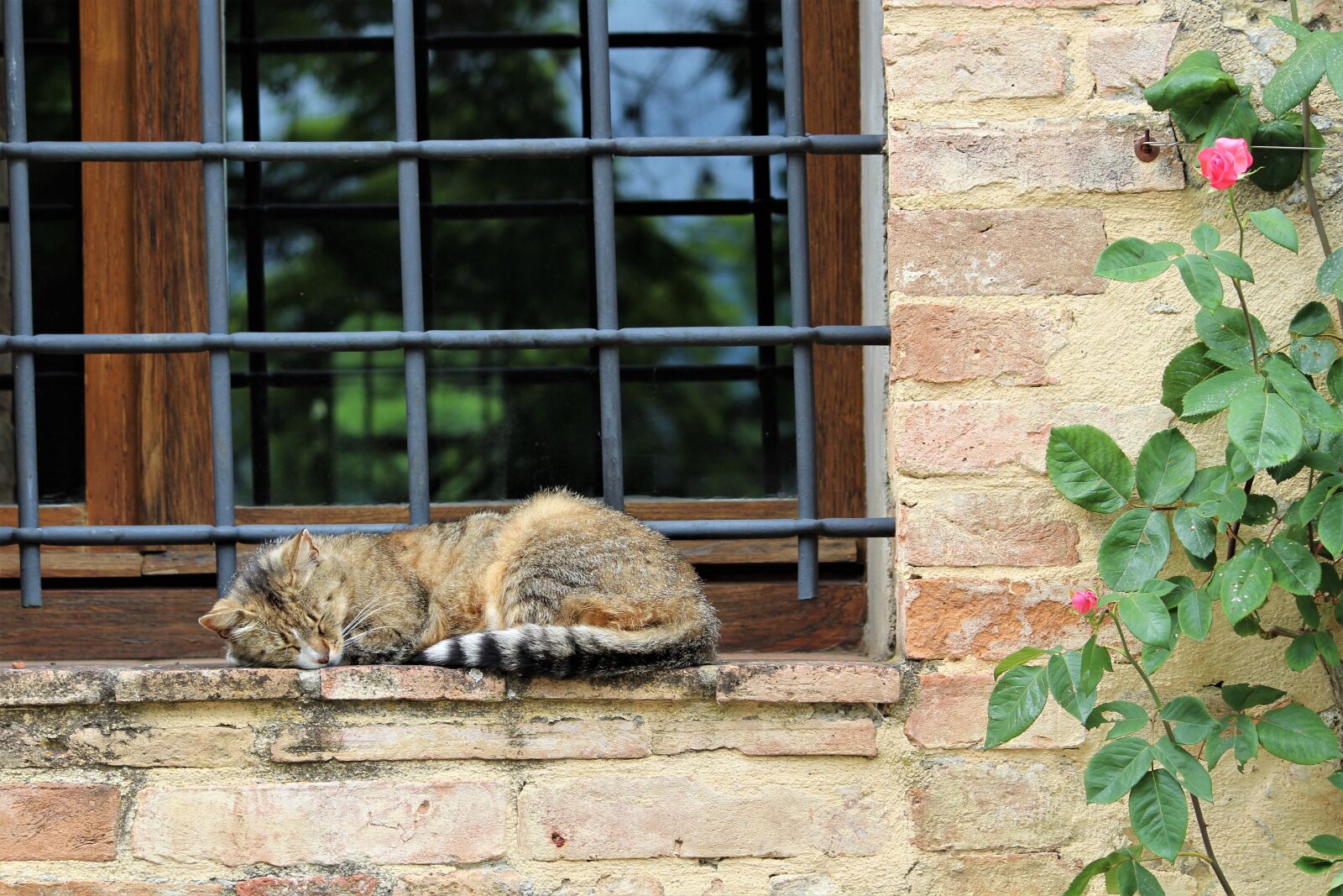 Canon EOS 1300D (EOS Rebel T6 / EOS Kiss X80) sample photo. Cat, sleeping, siesta photography