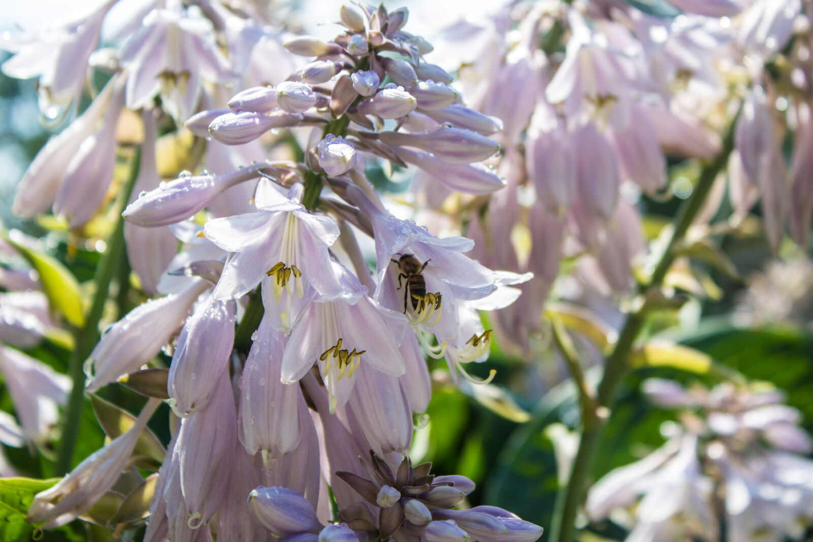 Canon EOS 1200D (EOS Rebel T5 / EOS Kiss X70 / EOS Hi) sample photo. Bee, flower, flowers, white photography