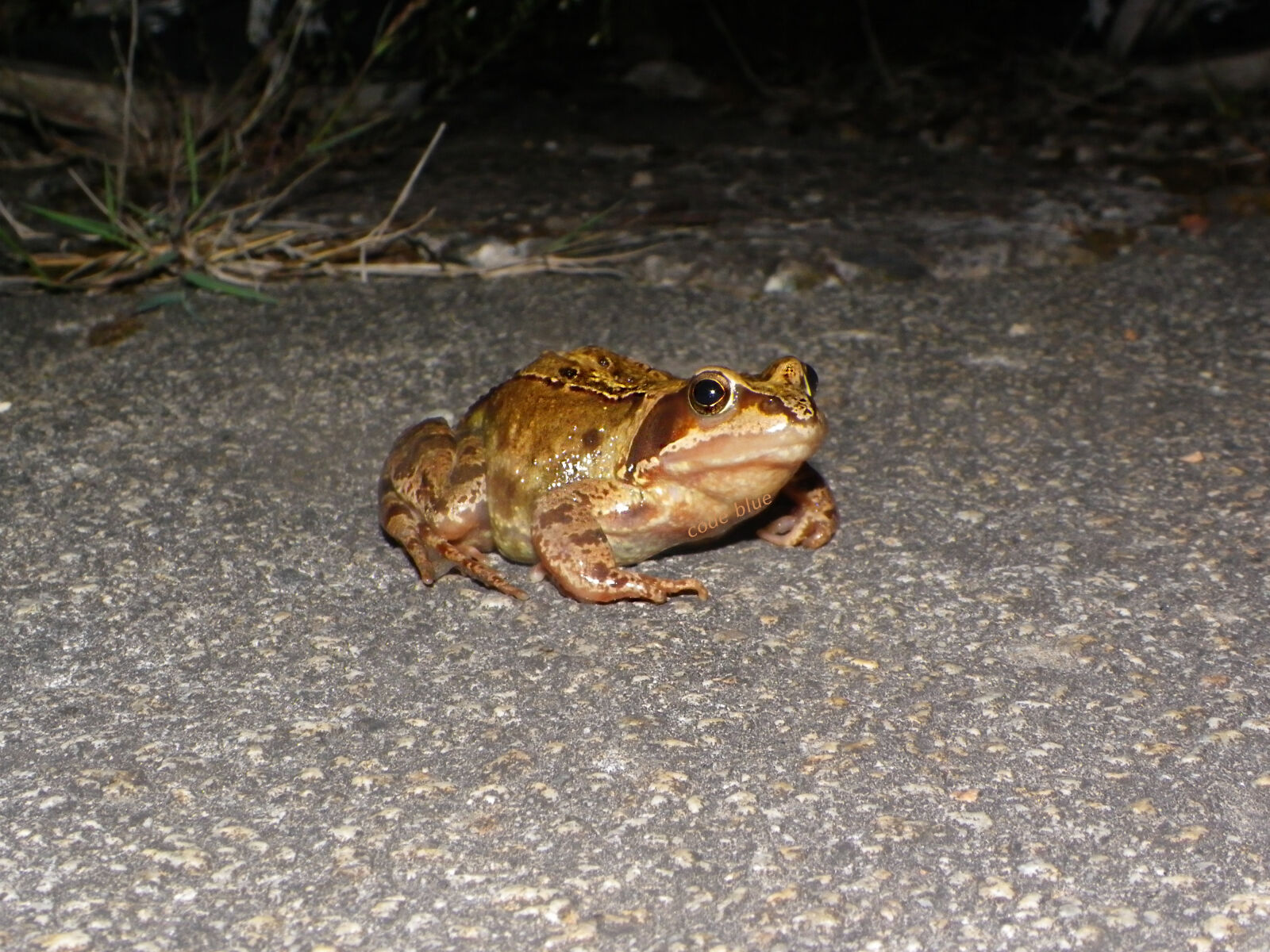 Pentax X90 sample photo. Frog photography