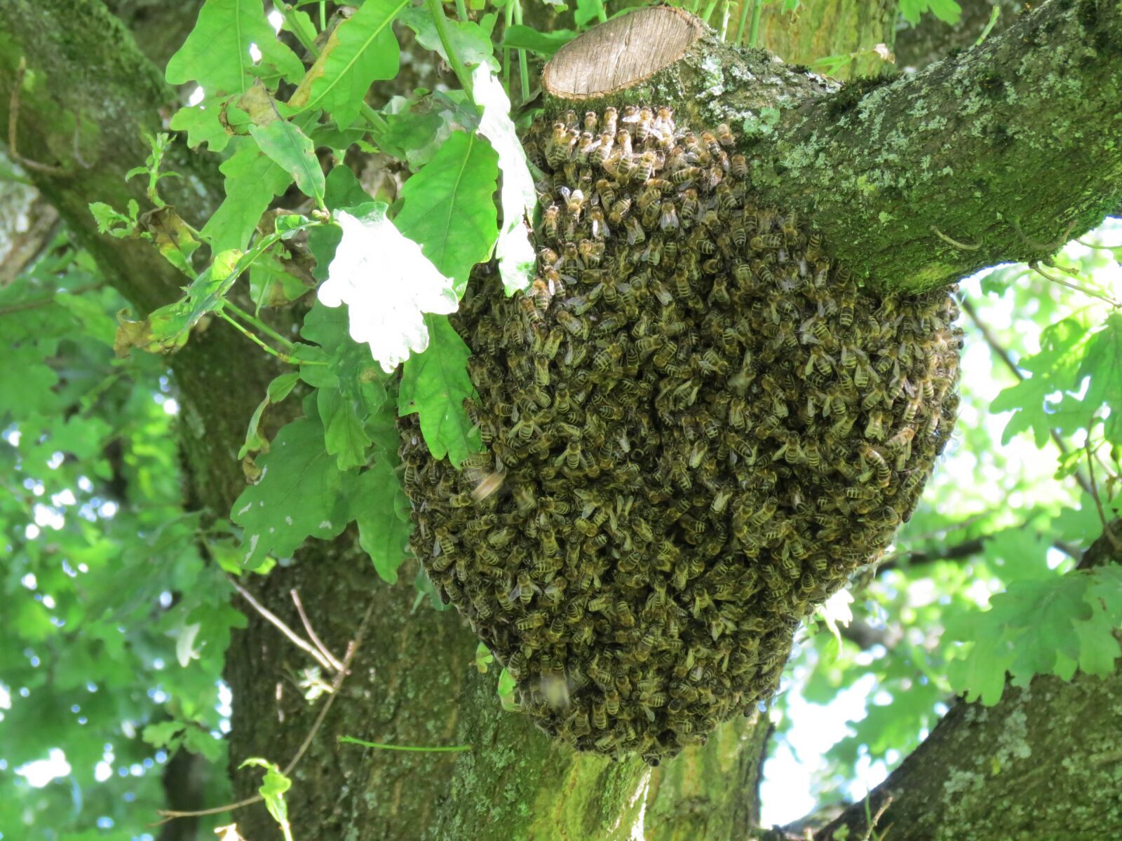 Canon PowerShot SX40 HS sample photo. Hive, swarm, bees photography