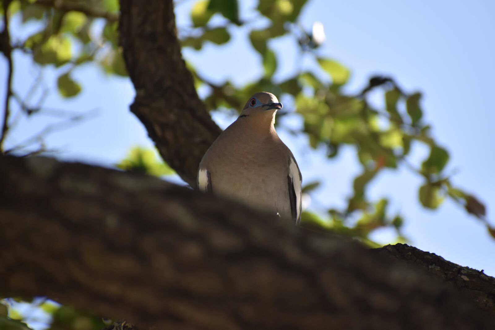 Nikon D3500 sample photo. Bird, dove, pigeon photography