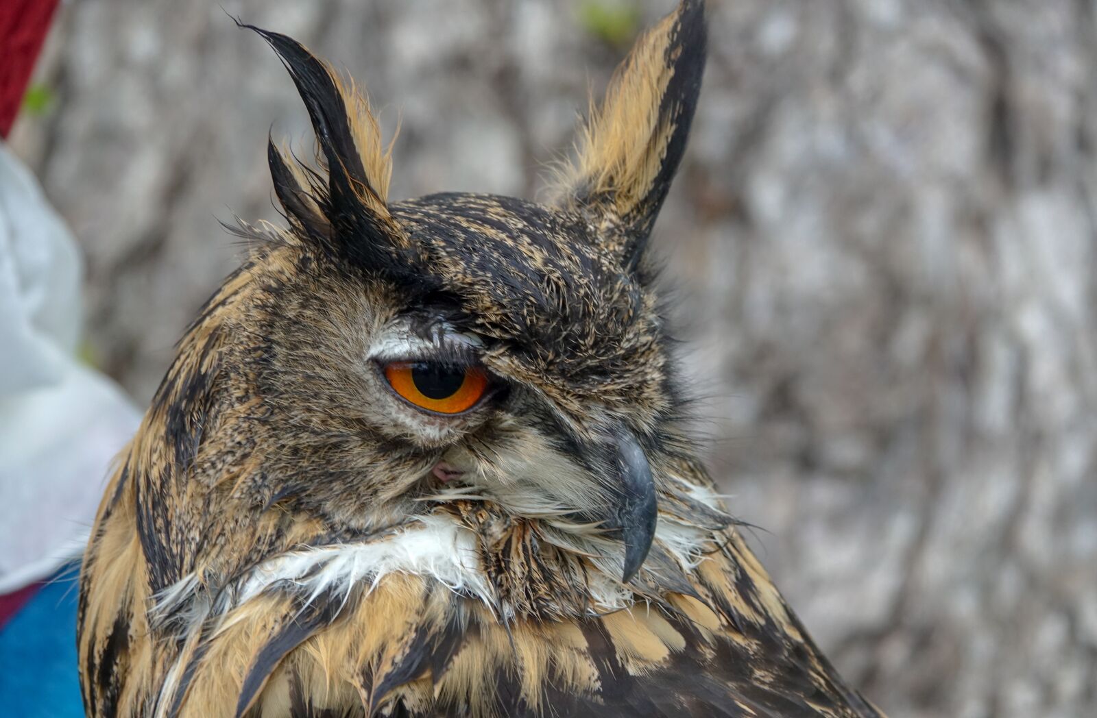 Sony Cyber-shot DSC-RX10 III sample photo. Bird, eagle owl, wild photography