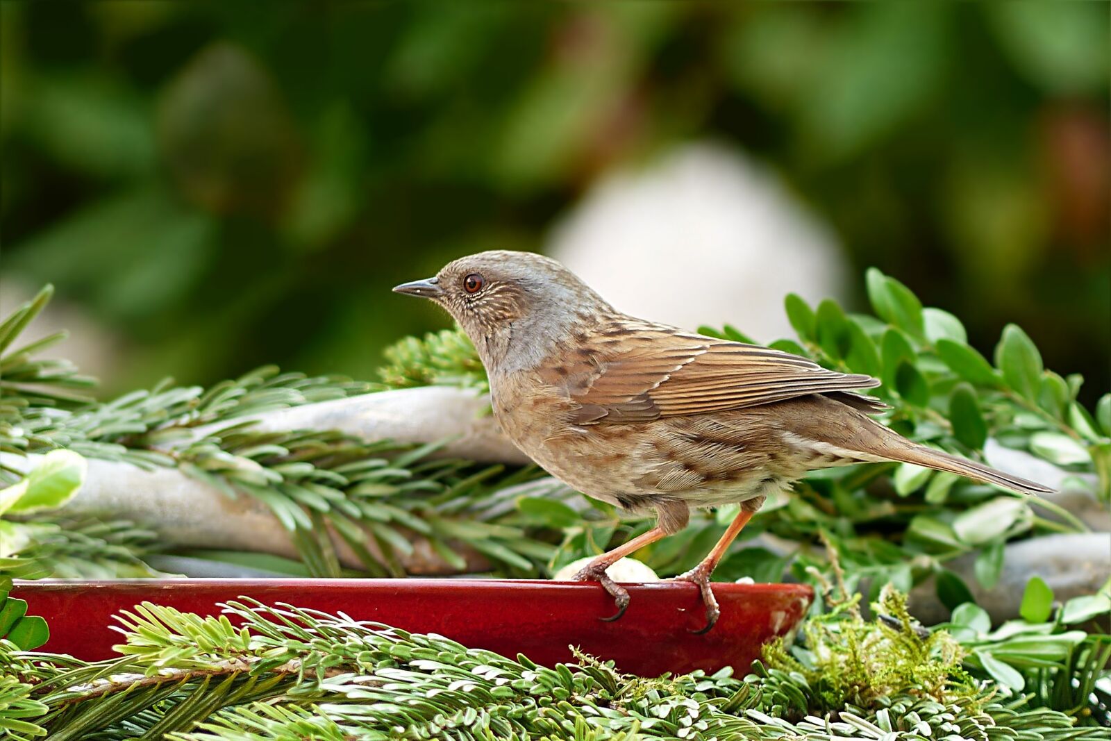 Panasonic Lumix DMC-FZ200 sample photo. Animal, bird, songbird photography