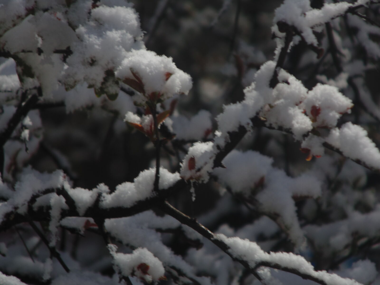 Sony DSC-H100 sample photo