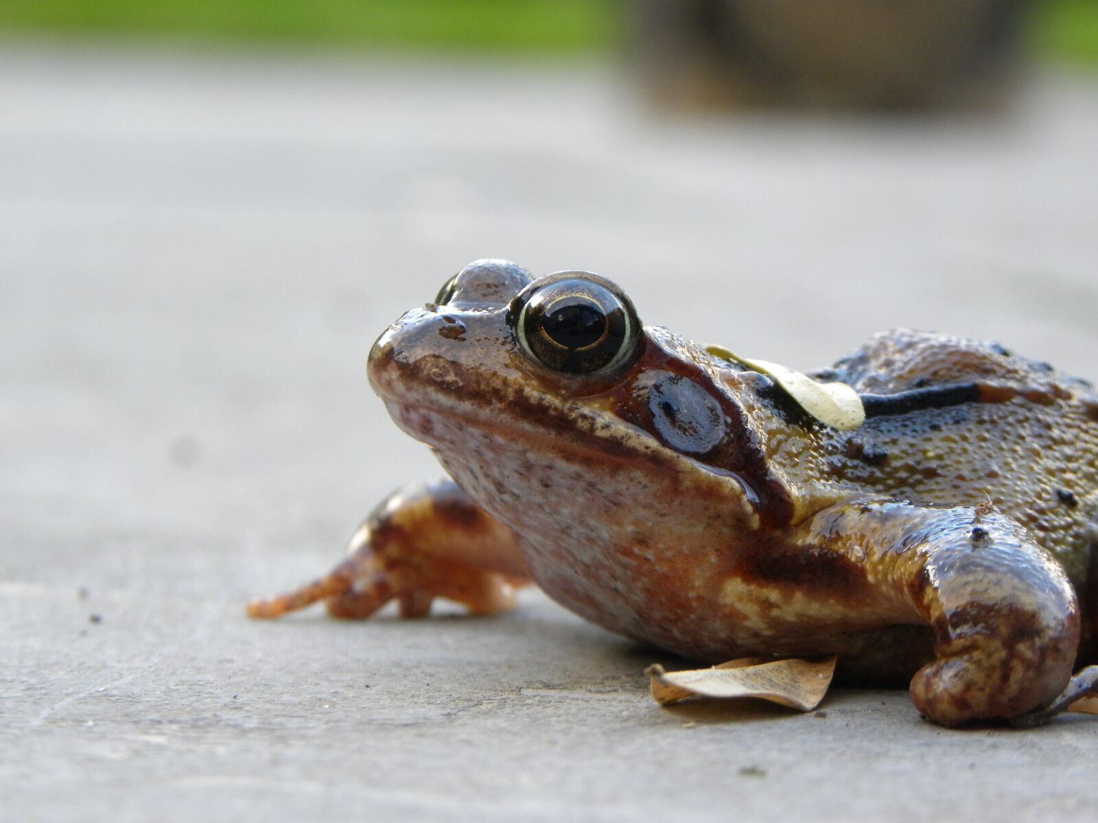 Nikon Coolpix P90 sample photo. Frog, macro, animal photography