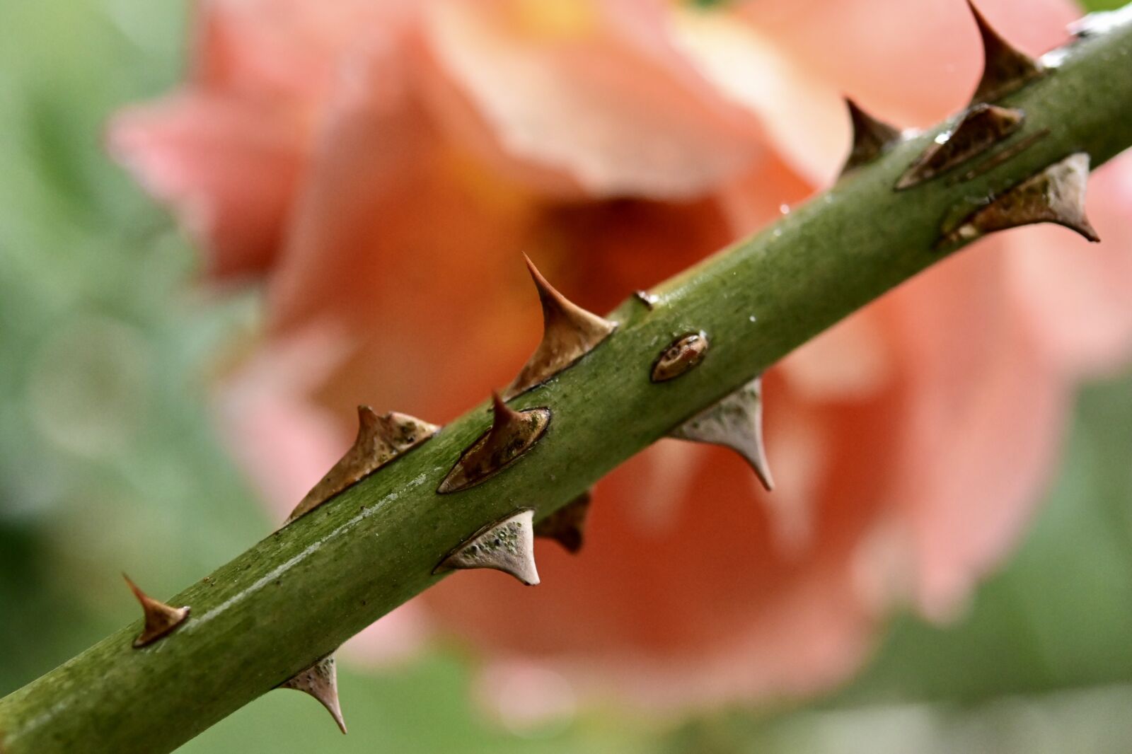 Nikon Z6 sample photo. Rose thorns, thorns, rose photography