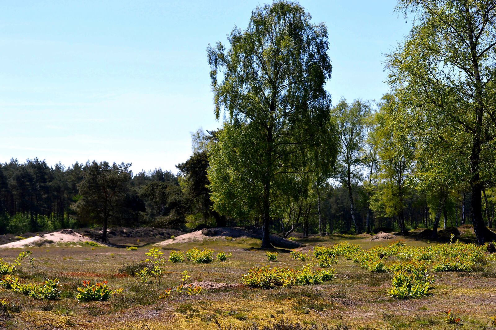 Nikon D3200 sample photo. Landscape, nature, natural photography