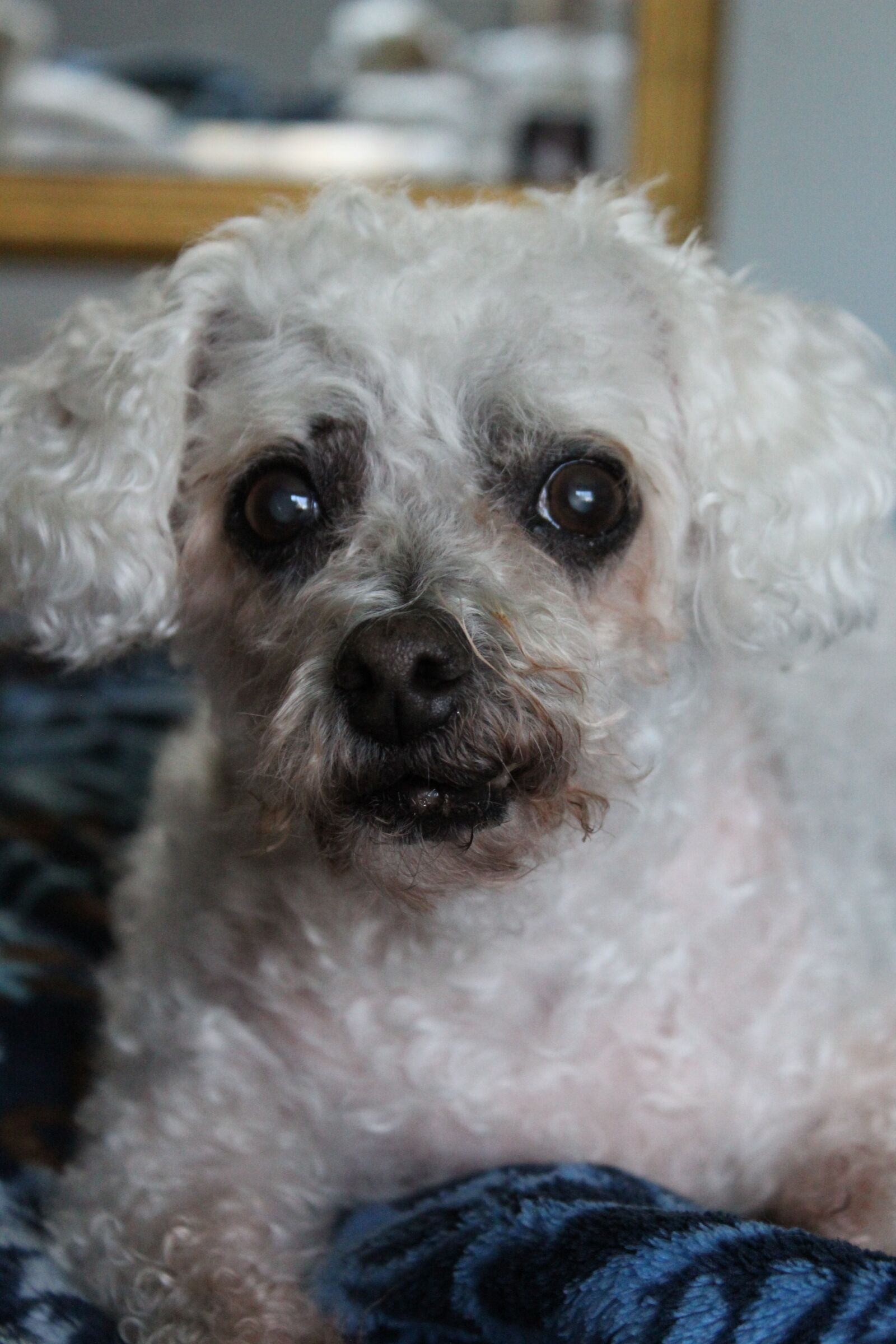 Canon EOS 1300D (EOS Rebel T6 / EOS Kiss X80) sample photo. Dog, white dog, fluffy photography