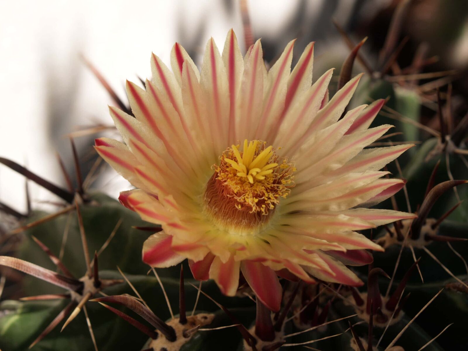 Olympus E-1 sample photo. Cactus, beautiful flowers, pistil photography