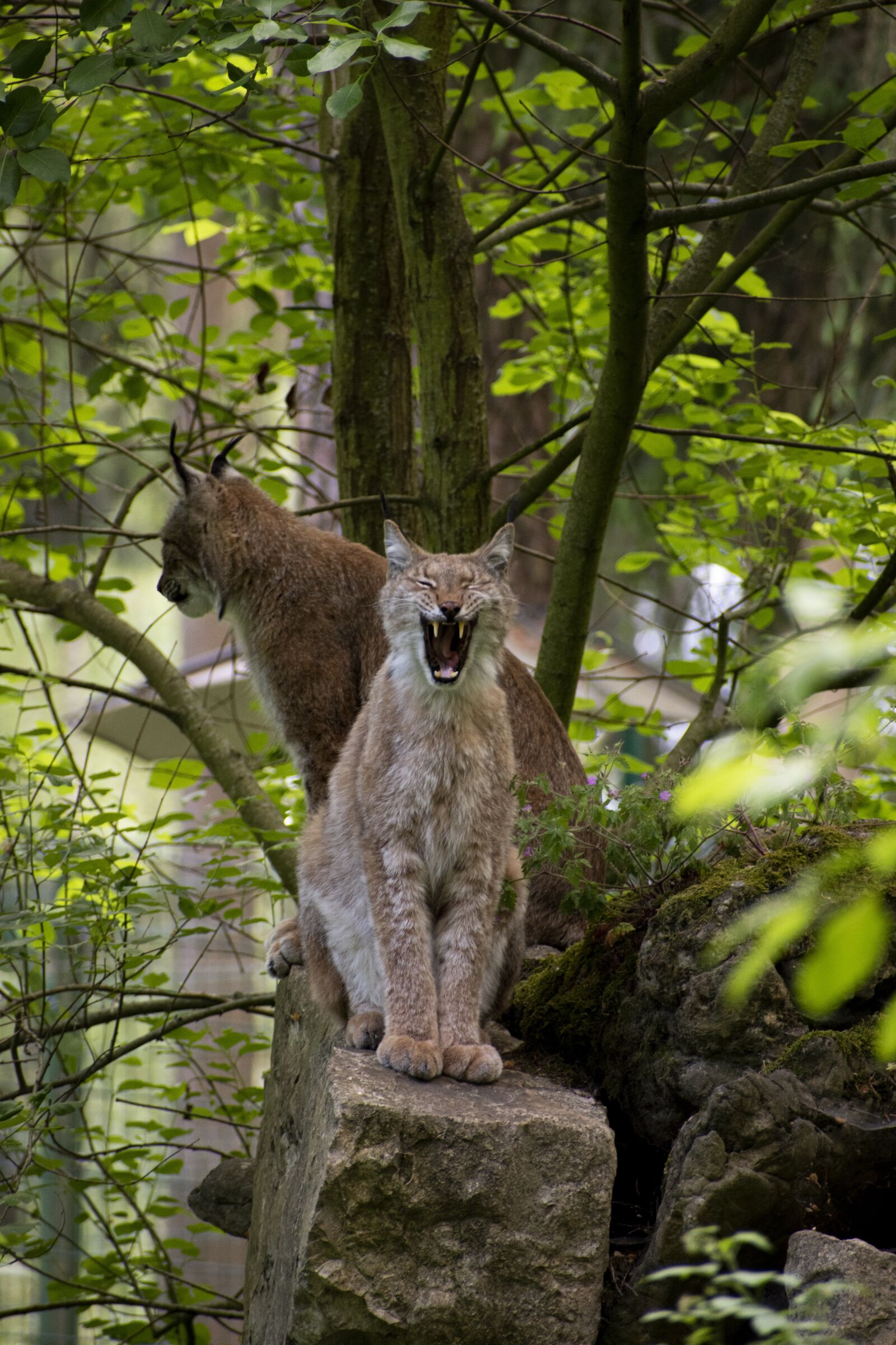 Nikon D5600 sample photo. Lynx, pair, yawn photography