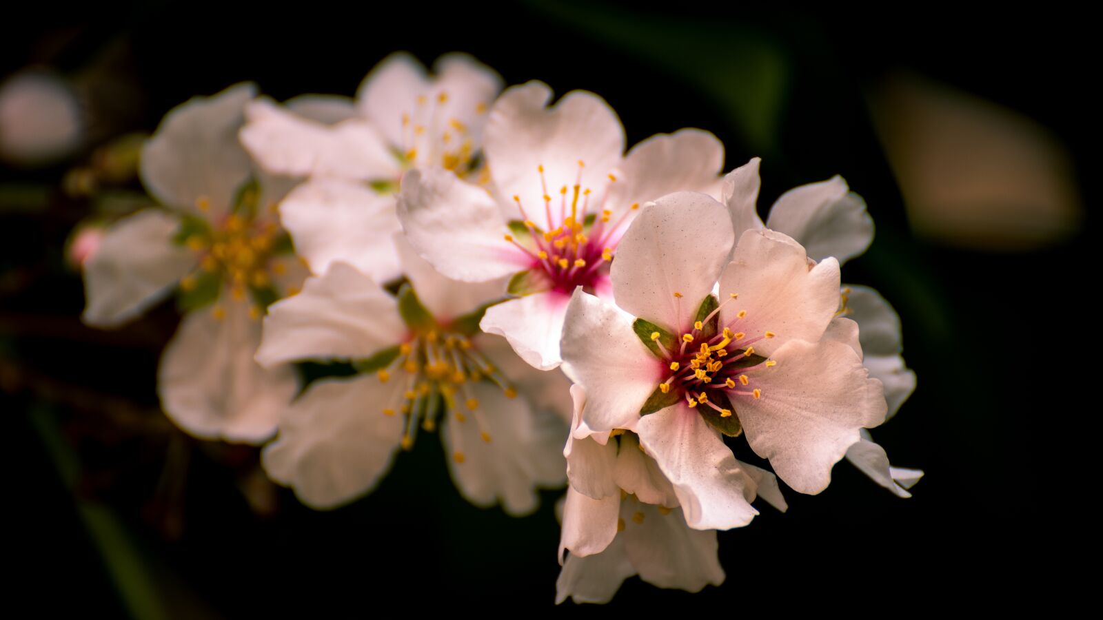 Sony a6500 sample photo. Flower, almond tree, plant photography