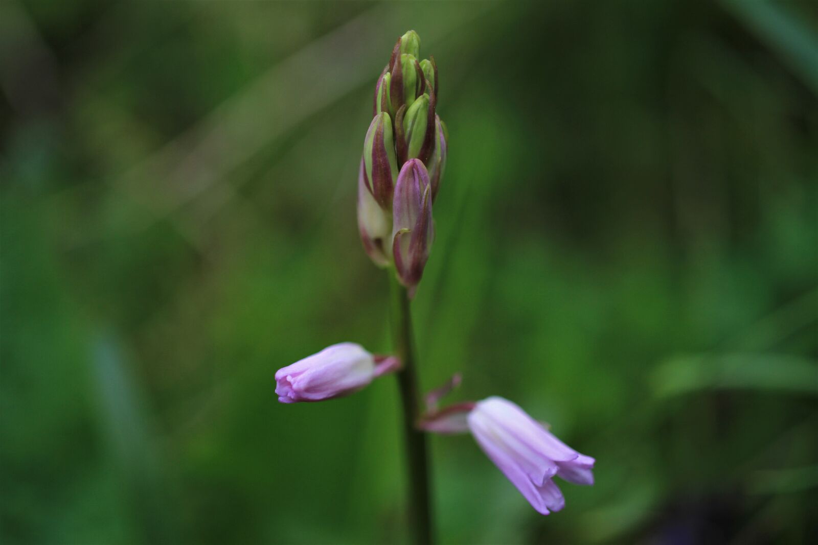 Canon EF-S 35mm F2.8 Macro IS STM sample photo. Spanish hasengl ckchen, bluebell photography