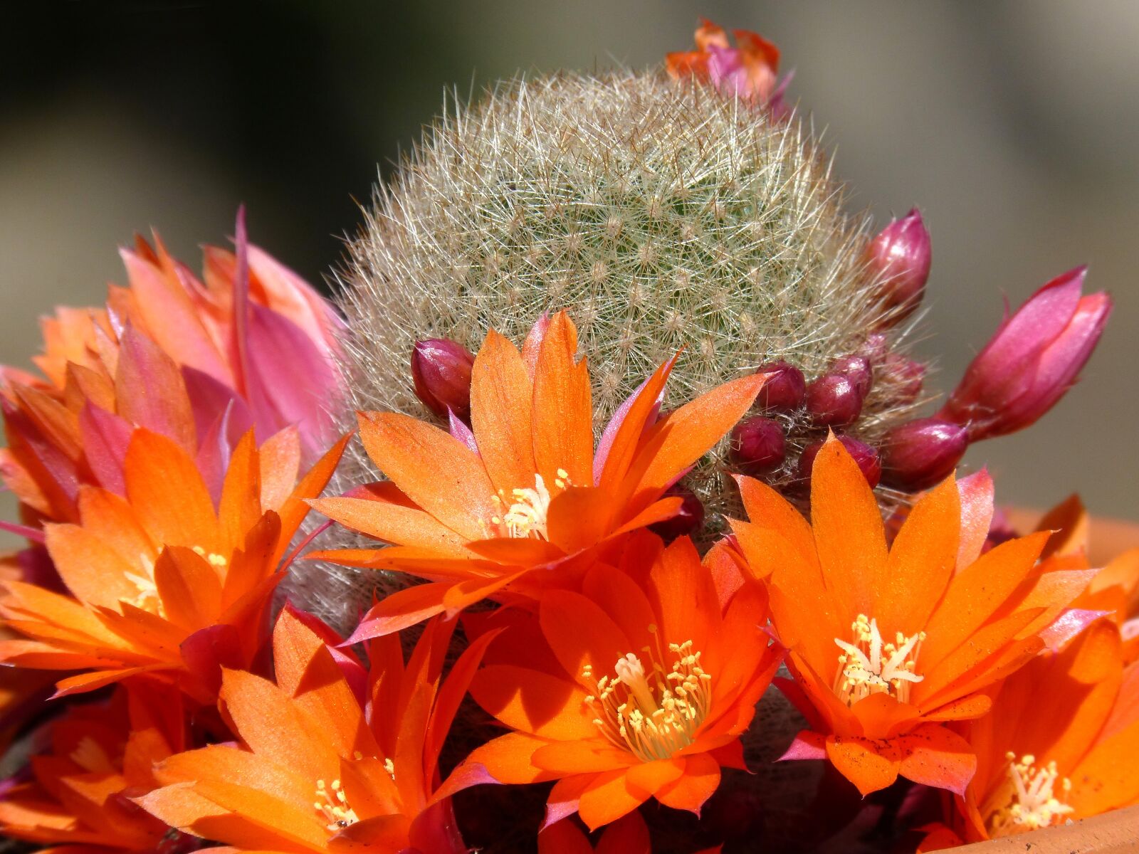 Panasonic DMC-FZ62 sample photo. Cactus, florir, cactus flower photography