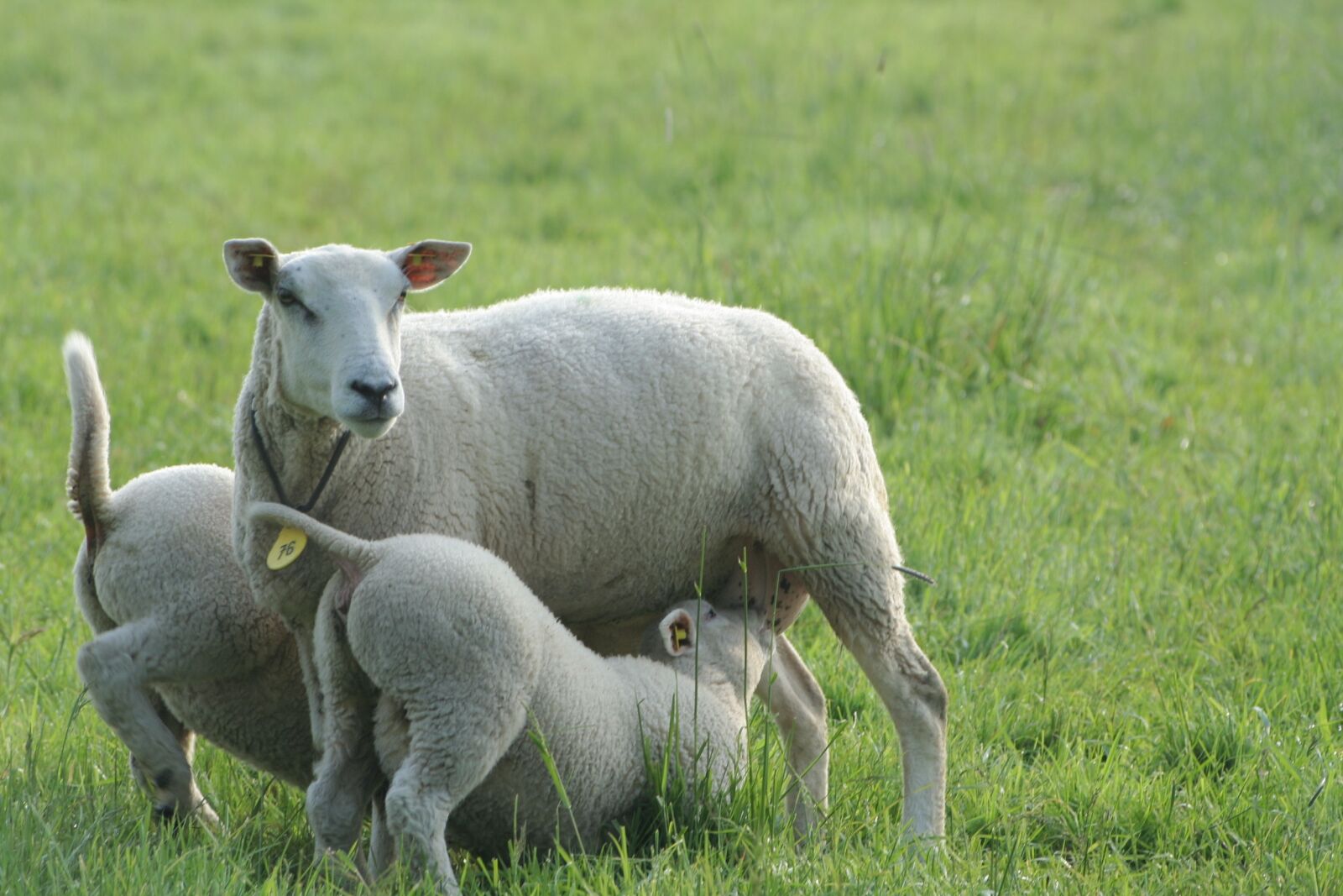 Canon EOS 350D (EOS Digital Rebel XT / EOS Kiss Digital N) sample photo. Nature, lamb, lambs photography
