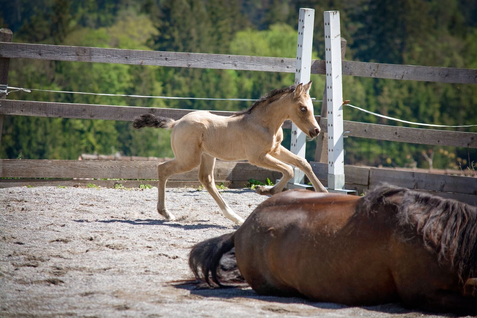 Nikon D7100 sample photo. Foal, horse, pony photography