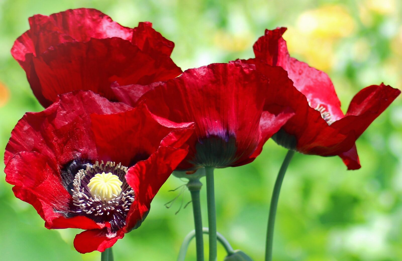 Canon EOS 80D sample photo. Poppy, poppies, flower photography
