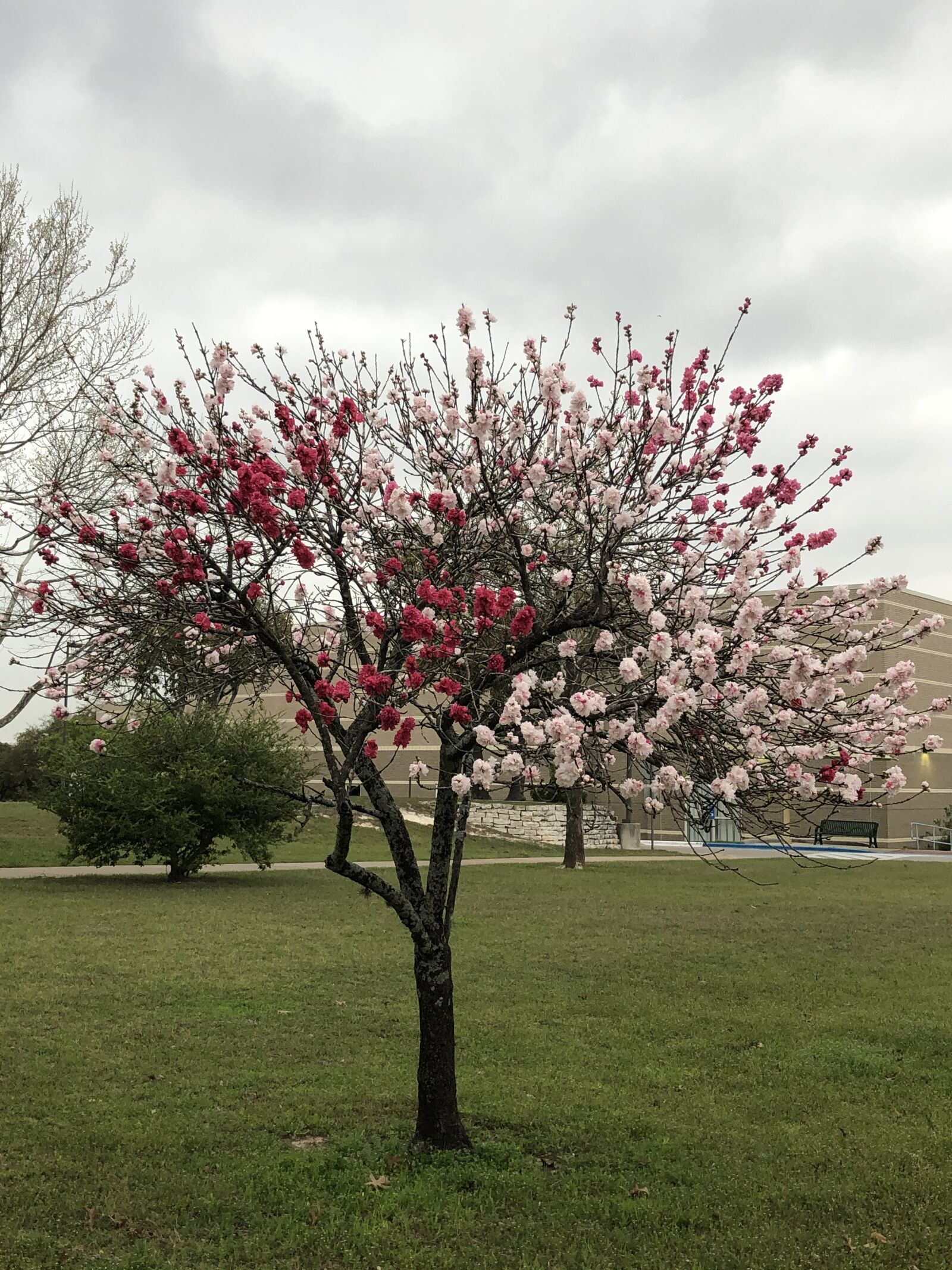 iPhone X back dual camera 4mm f/1.8 sample photo. Spring tree, blossoms, bloom photography