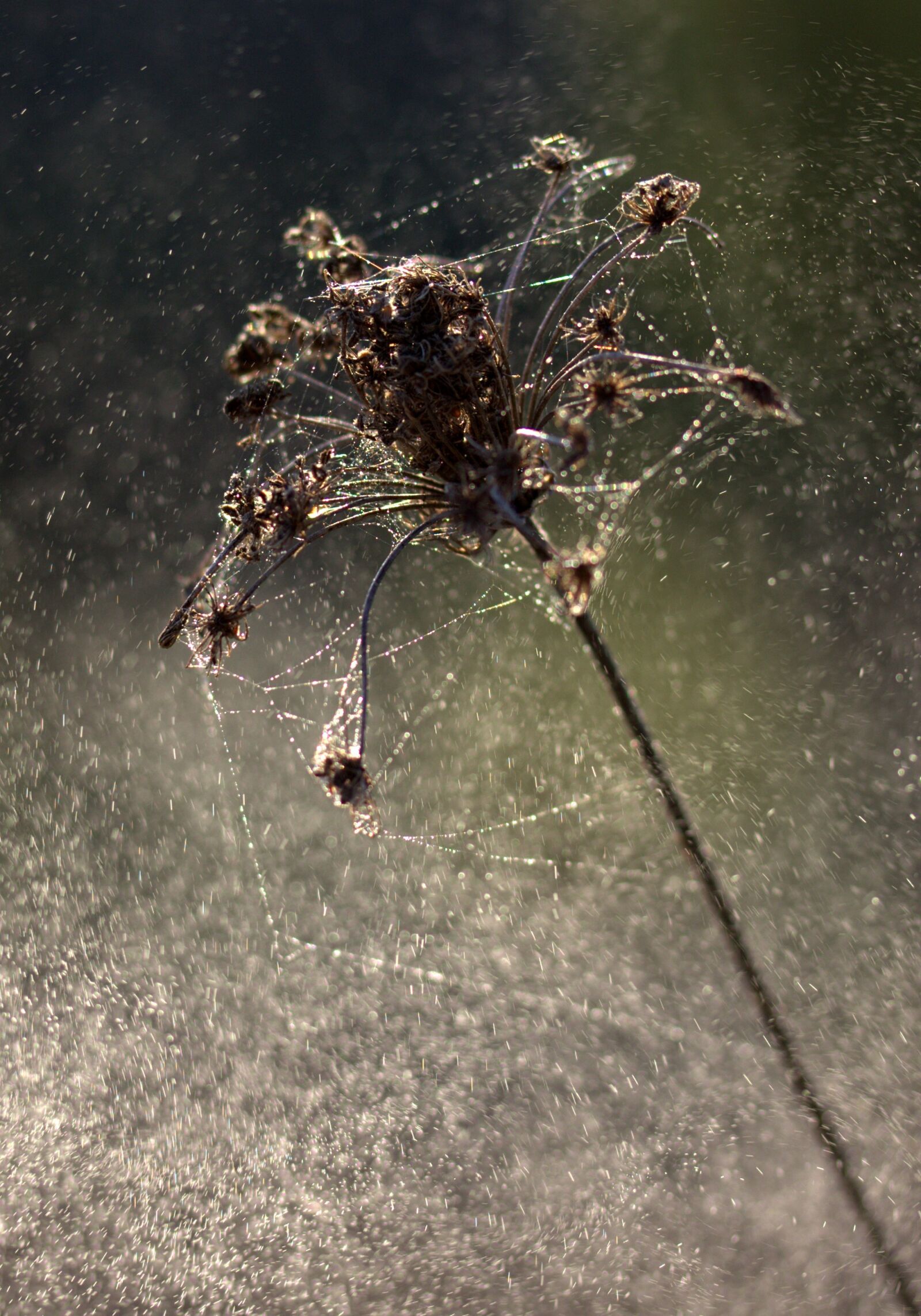 Canon EOS 700D (EOS Rebel T5i / EOS Kiss X7i) sample photo. Plant, dry, spider web photography