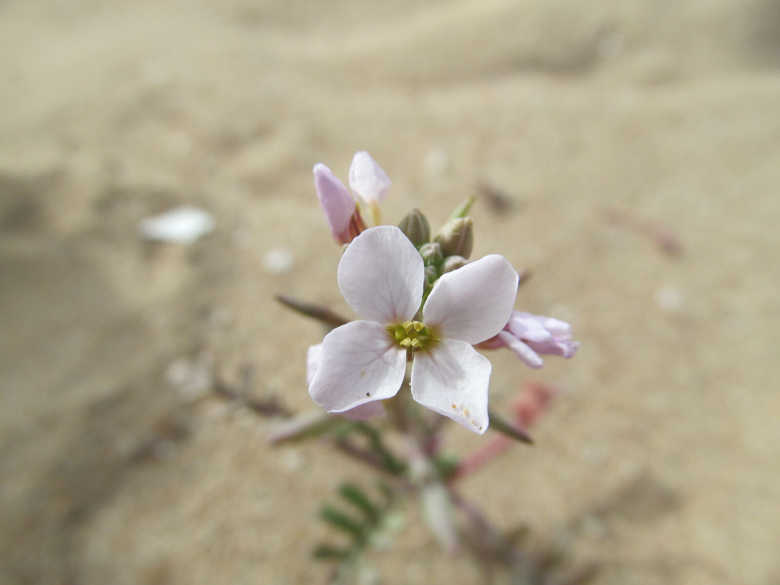 Canon PowerShot SX150 IS sample photo. Flower, macro, nature photography