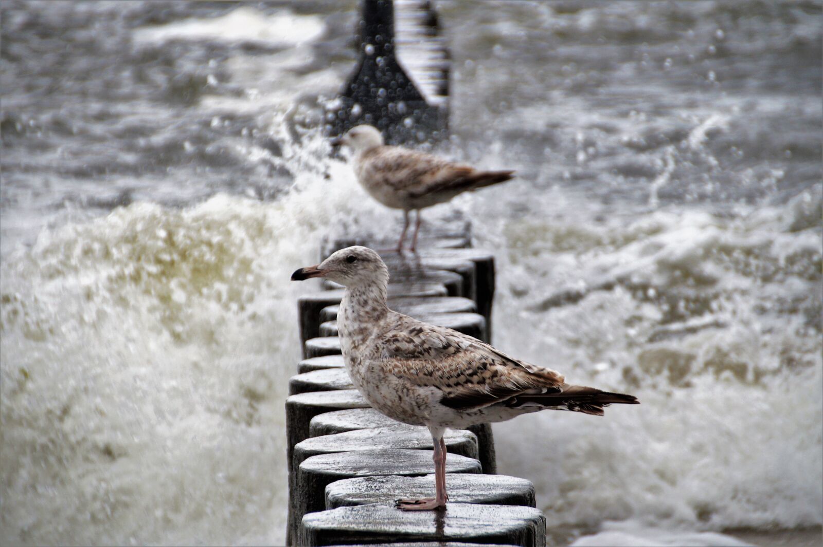 Sony SLT-A58 sample photo. Sea, the seagull, water photography