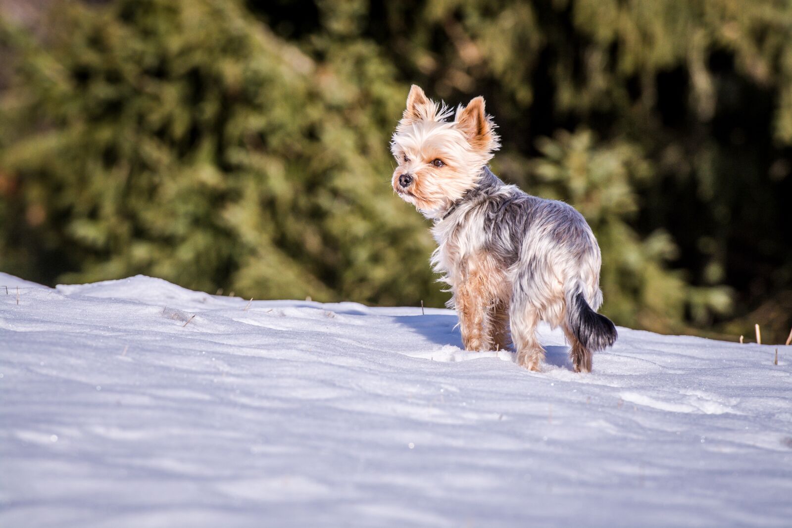 Nikon D7100 sample photo. Dog, yorkie, yorkshire terrier photography